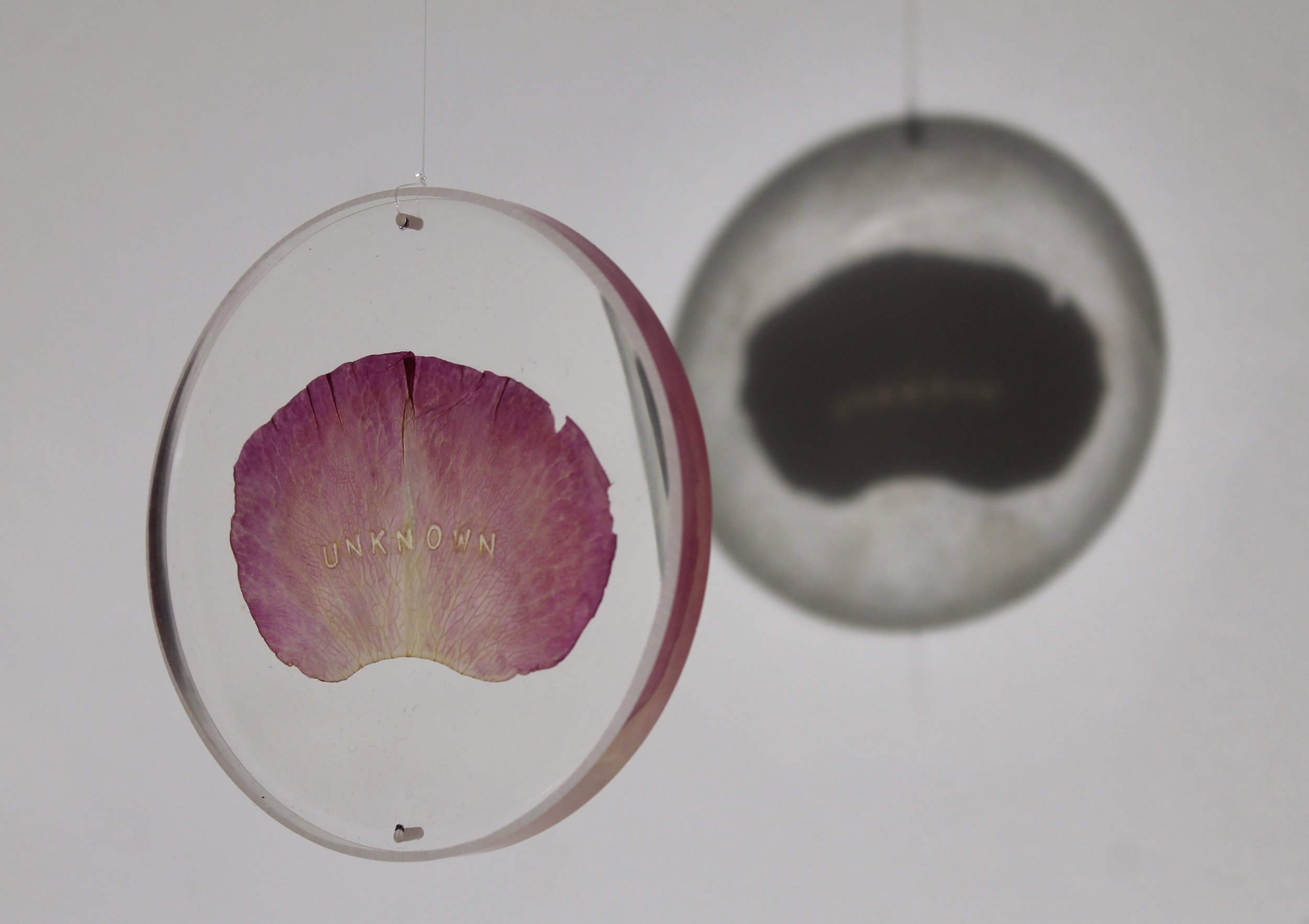 A Rose for Remembrance