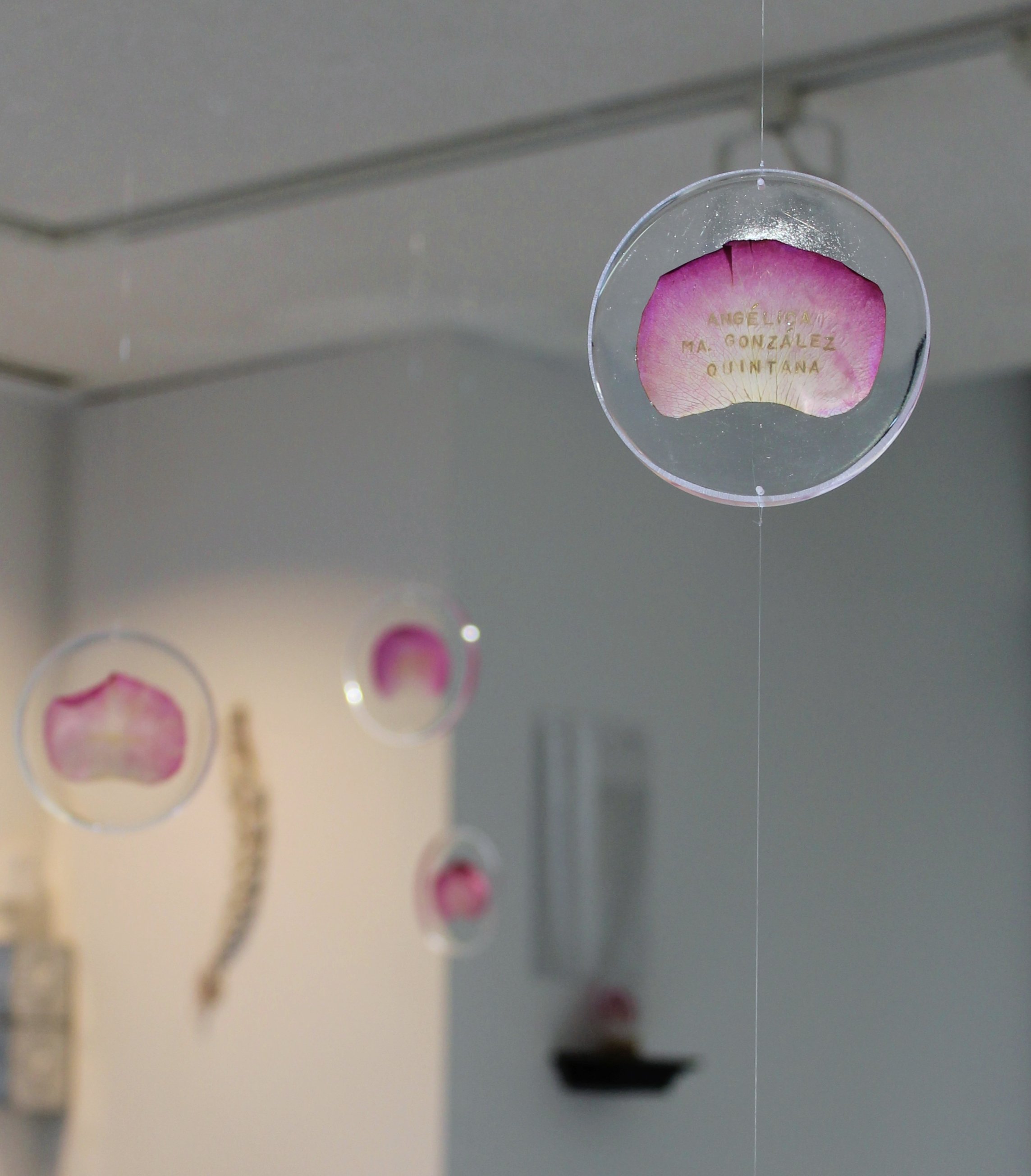 A Rose for Remembrance _03.JPG