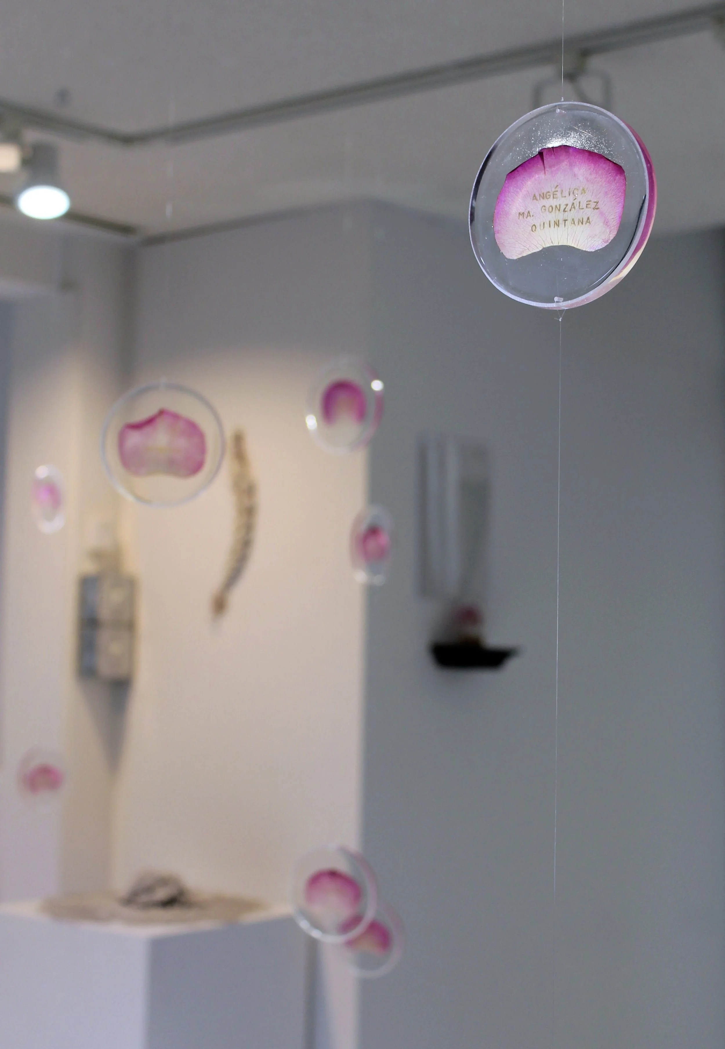 A Rose for Remembrance _02.JPG