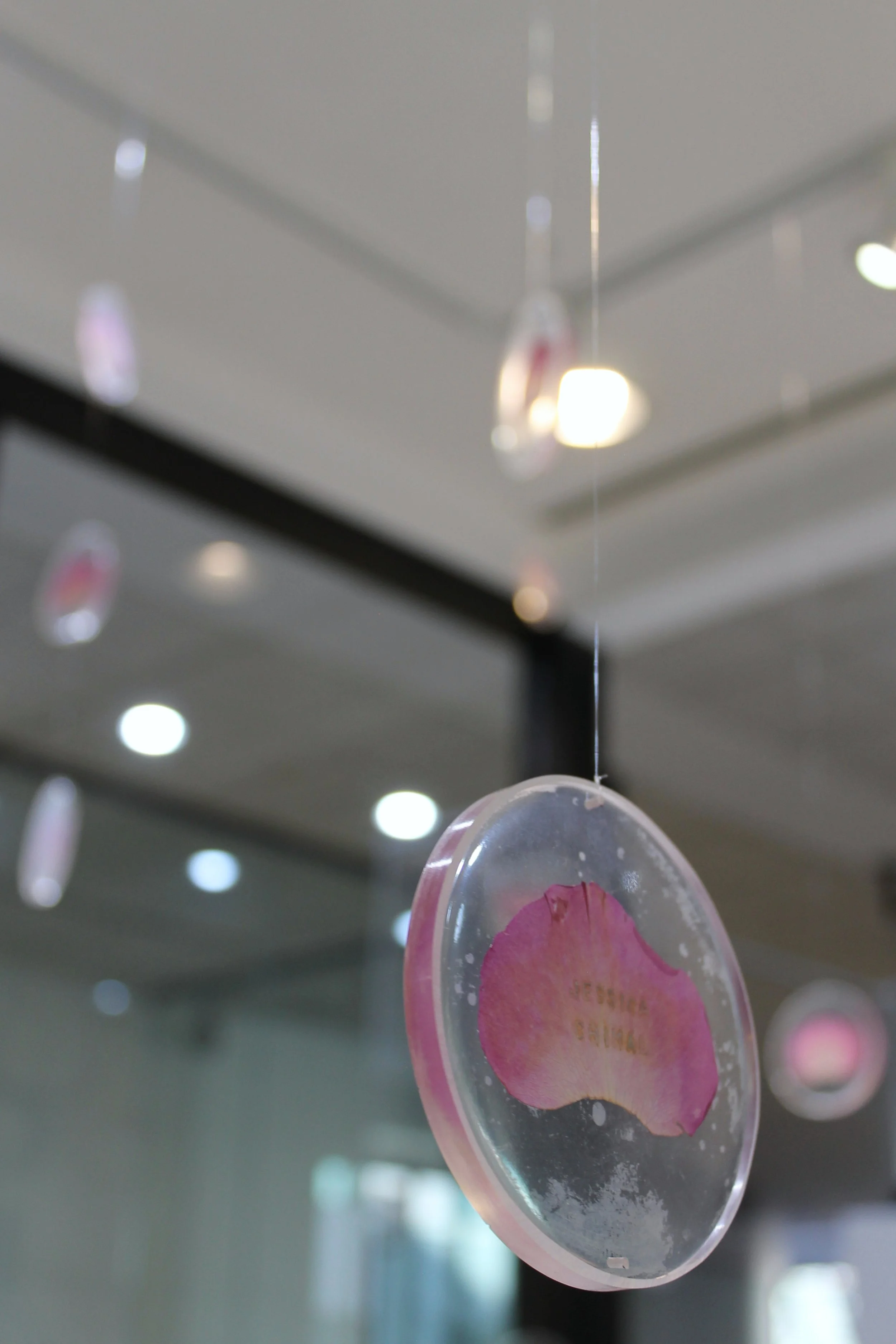 A Rose for Remembrance _04.JPG