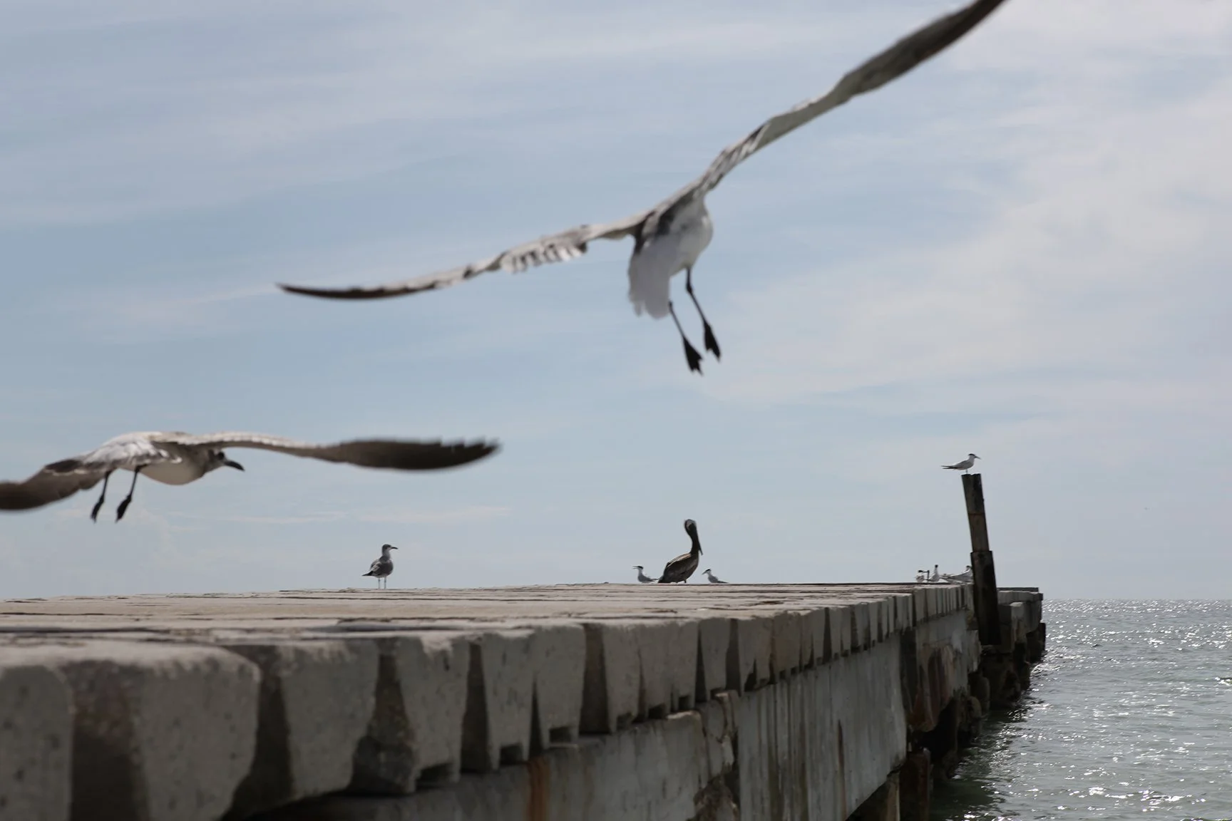 sarasota-2010-609.jpg