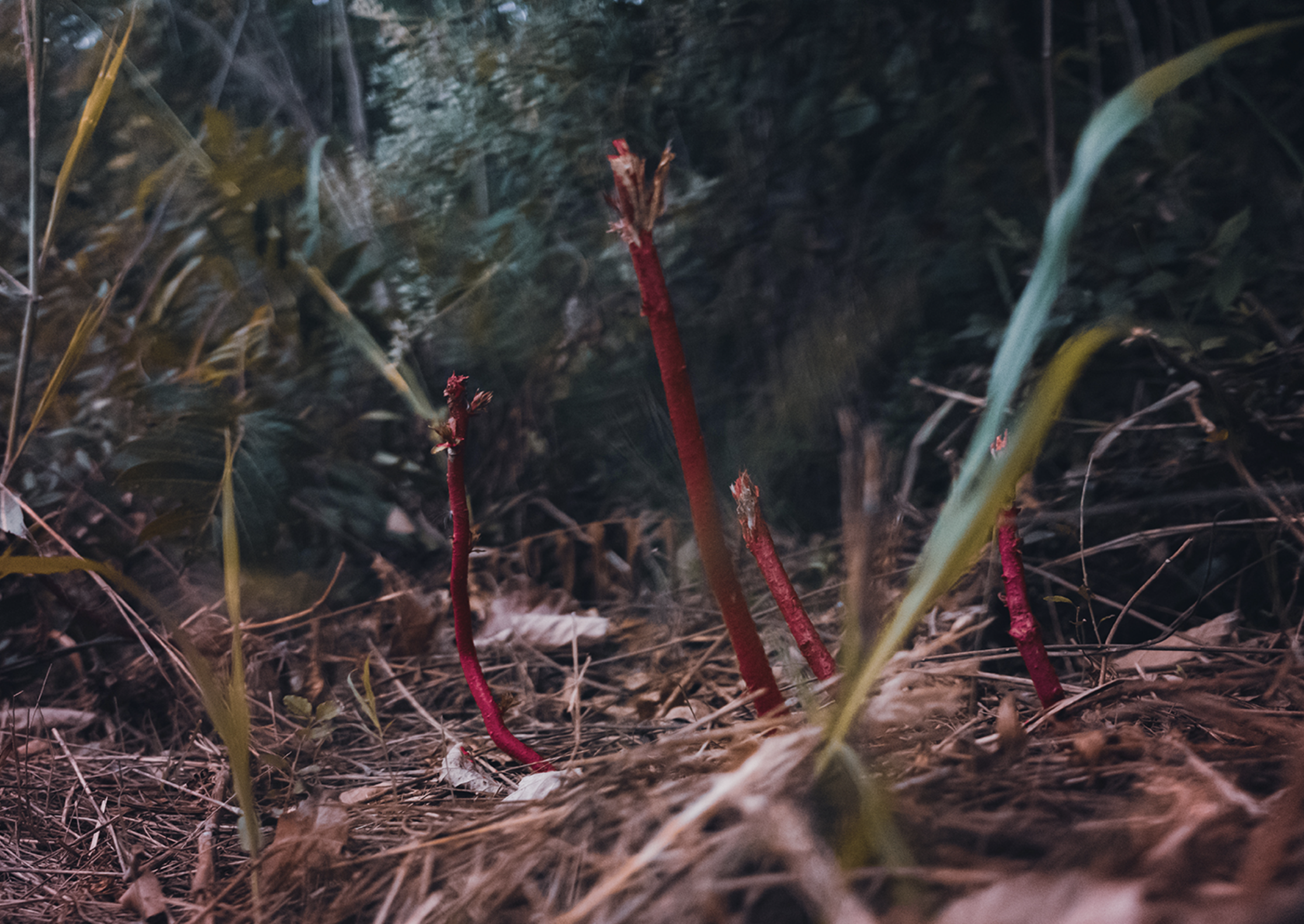 Screenshot 2025-05-20 at 9.16.03 PM.png