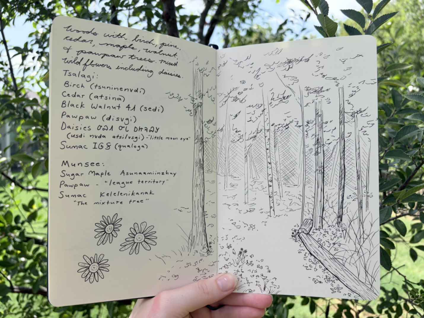 Field Journal - Fawn.png