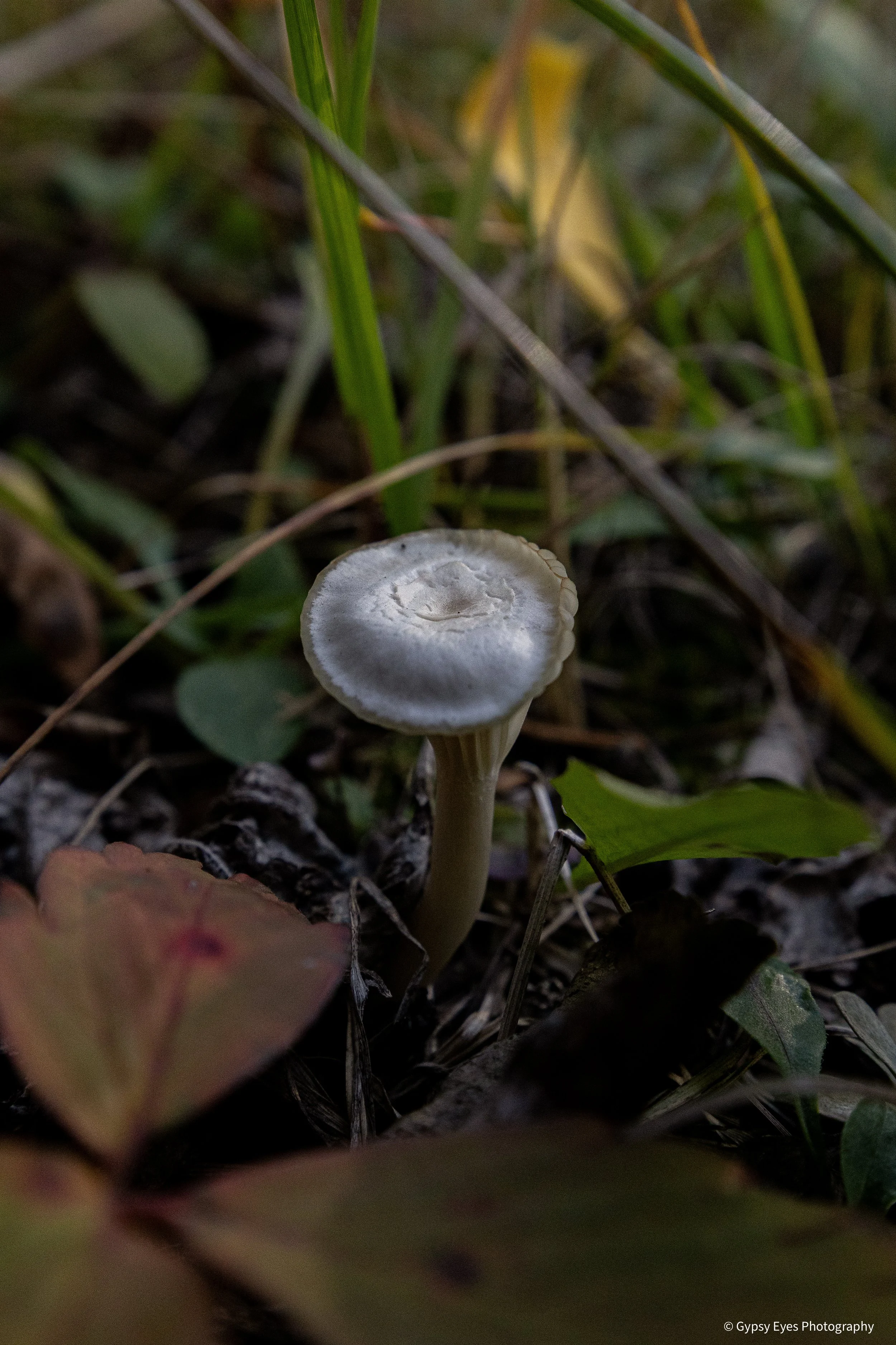 HN2A9733.jpg