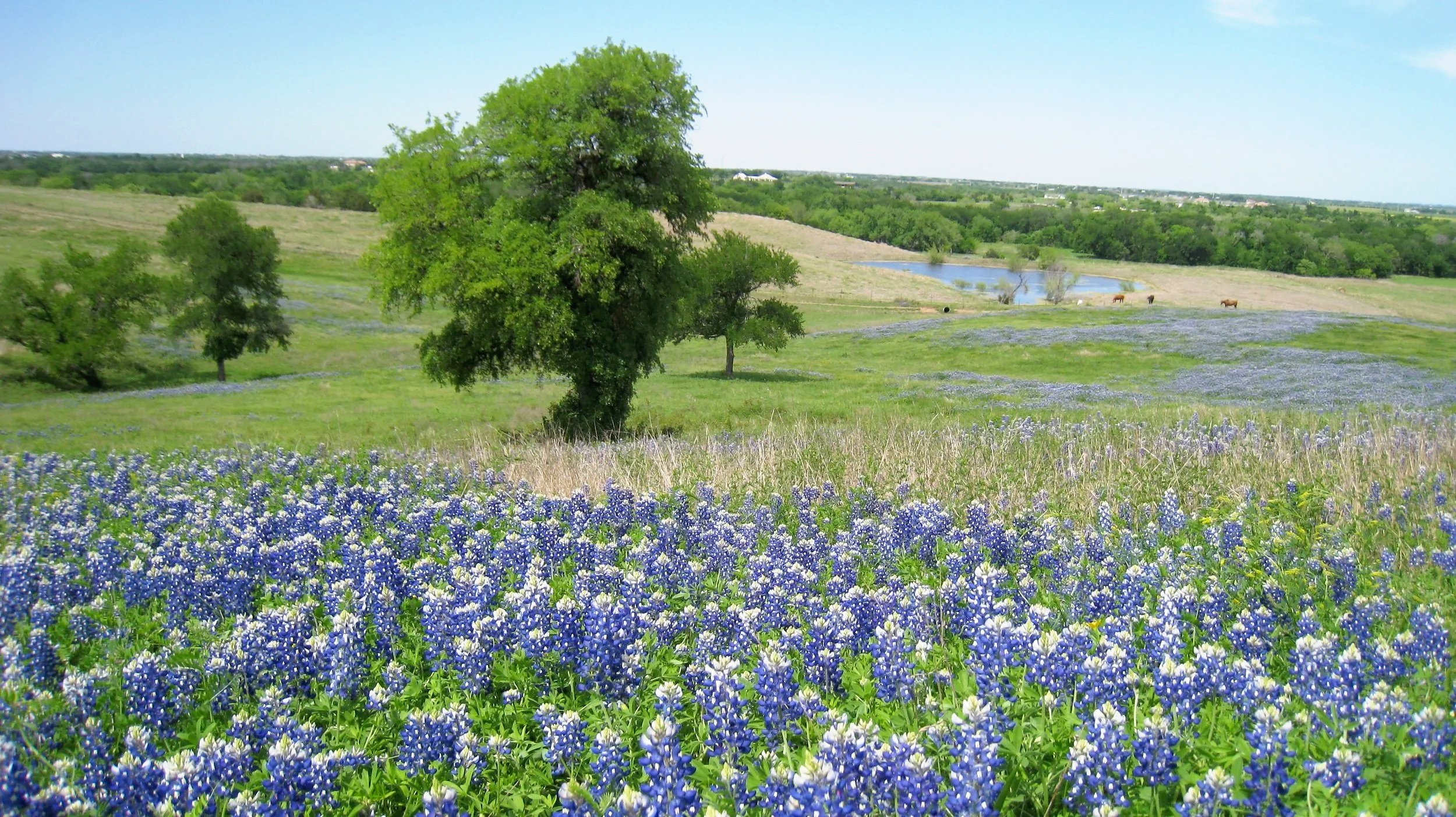 Digital Marketing for Lawyers in Austin, TX: The Unique Challenges