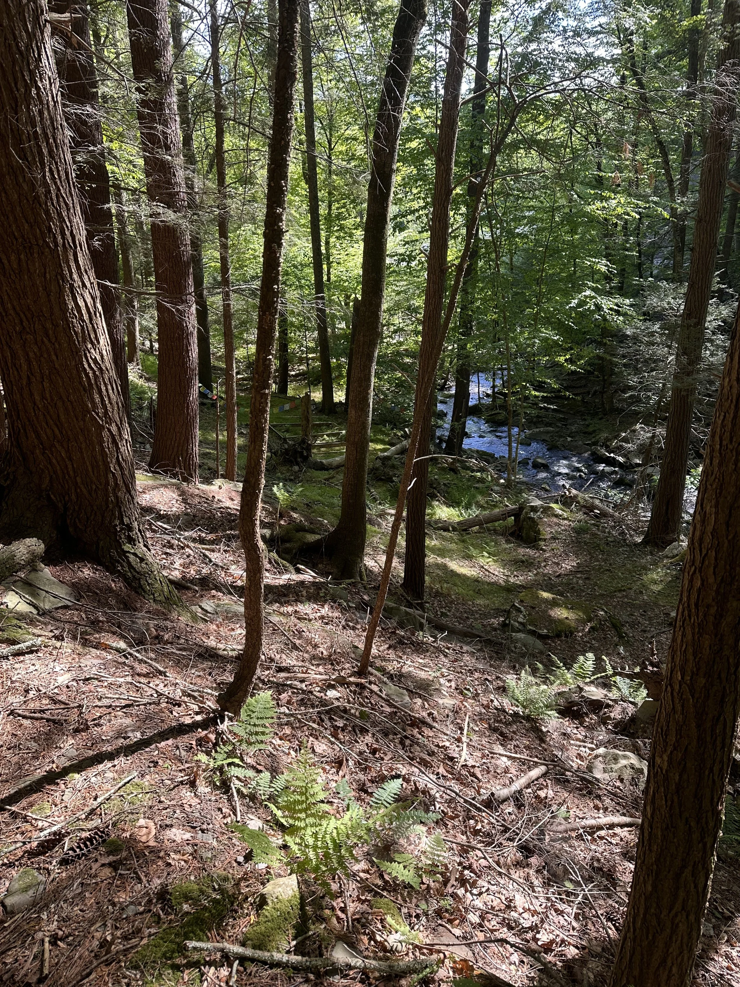 A forest scene with tall trees, sunlight filtering through the green leaves, and a small stream flowing in the background.
