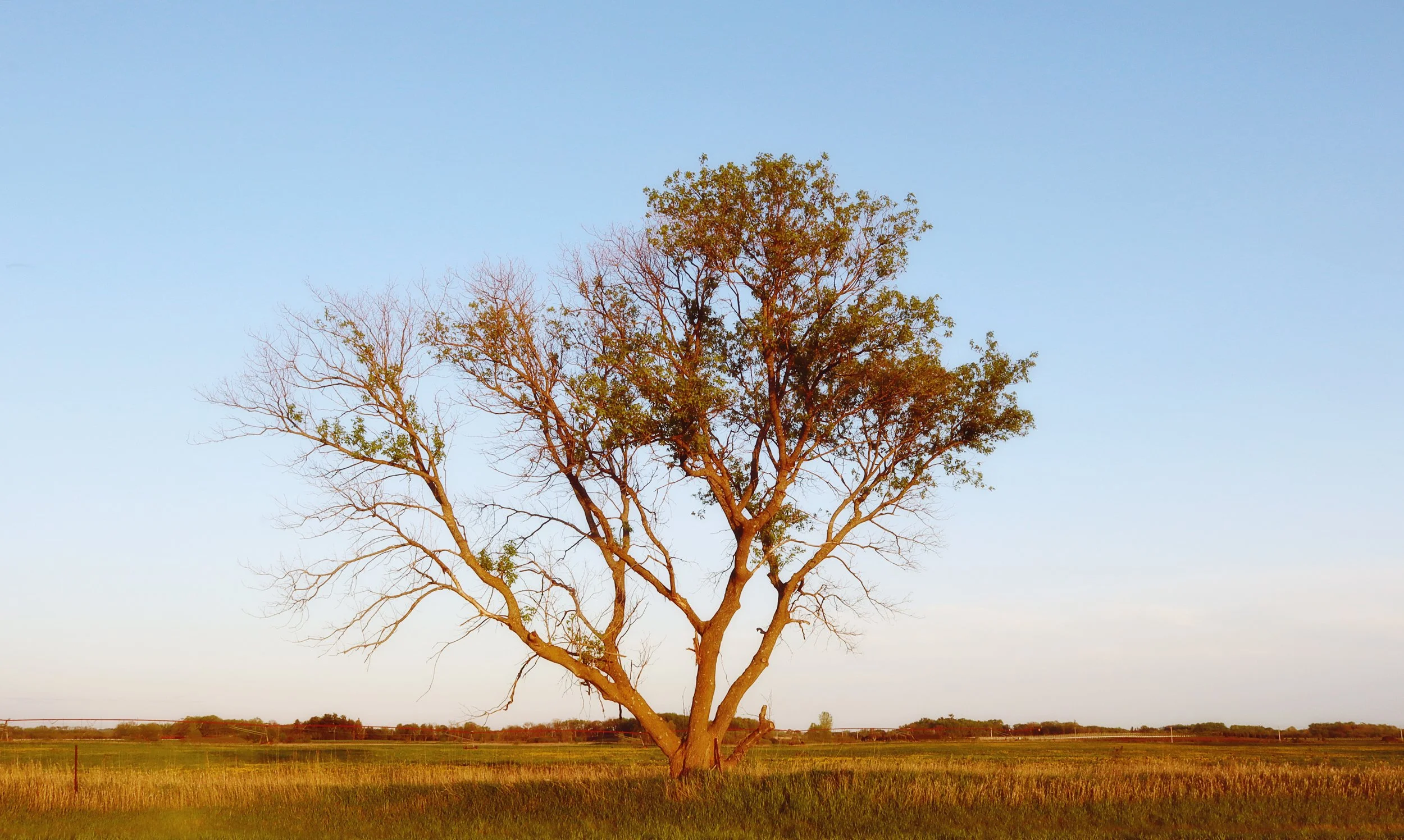Tree 2.jpg