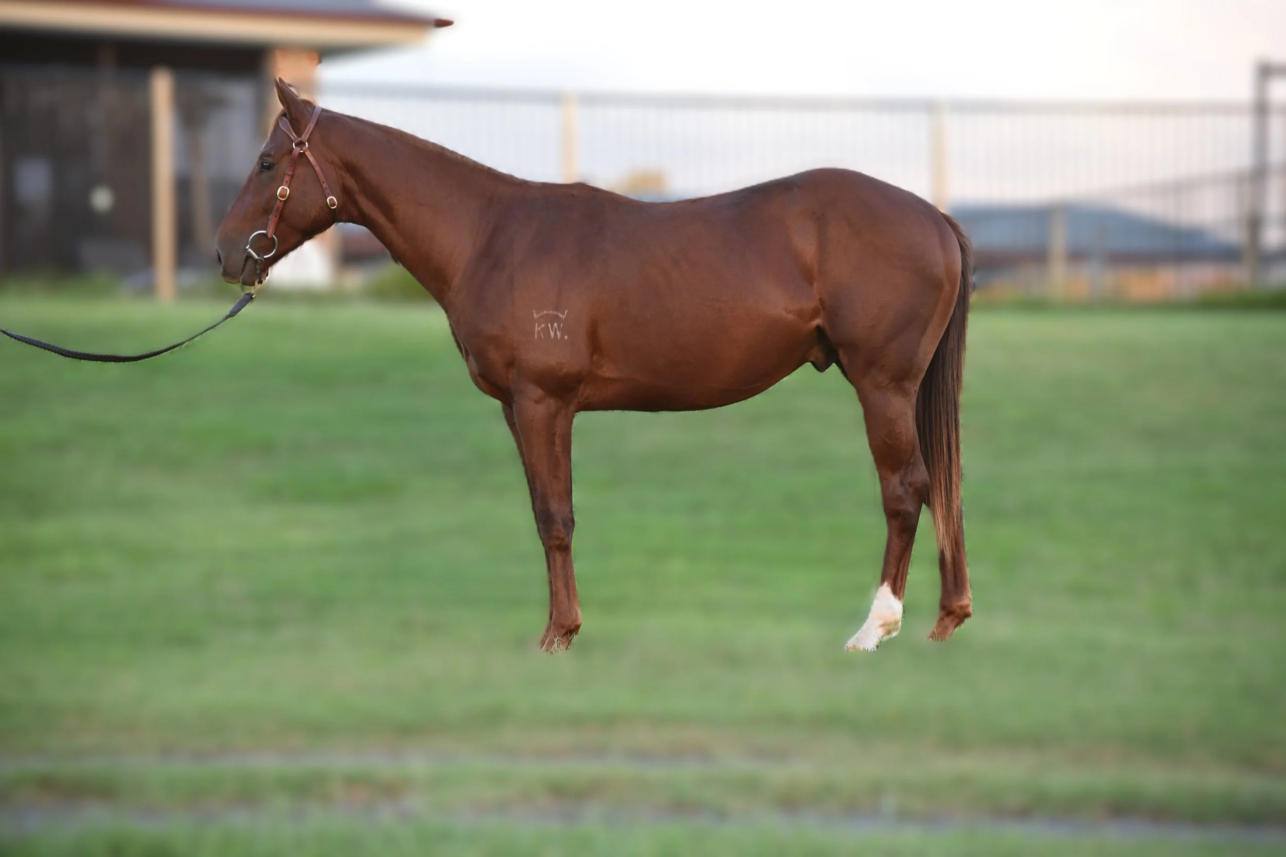 A brown horse standing on a grassy field, being held with a lead by a person off-camera. The horse has a white marking on one back leg.