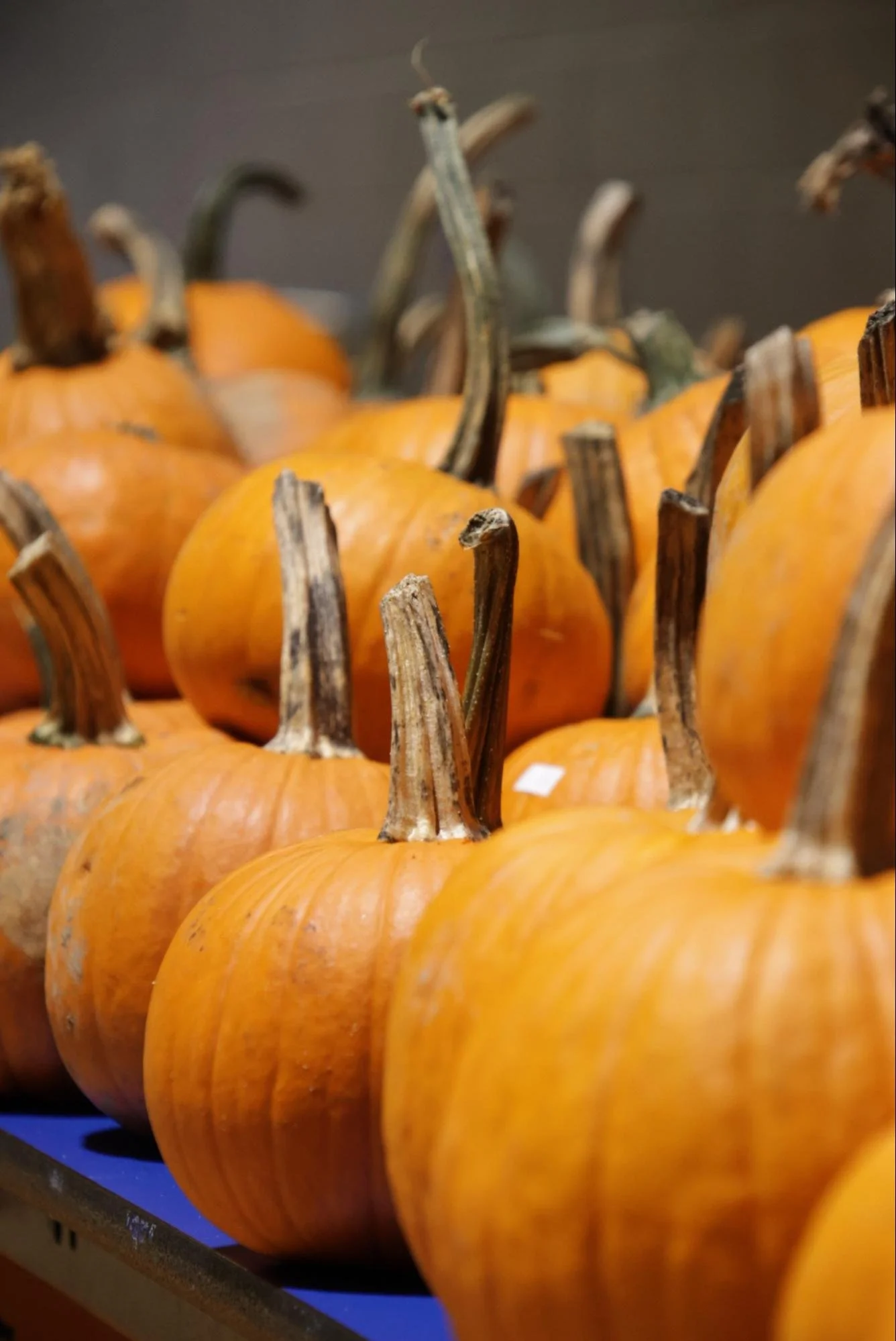 7 Halloween.jpg