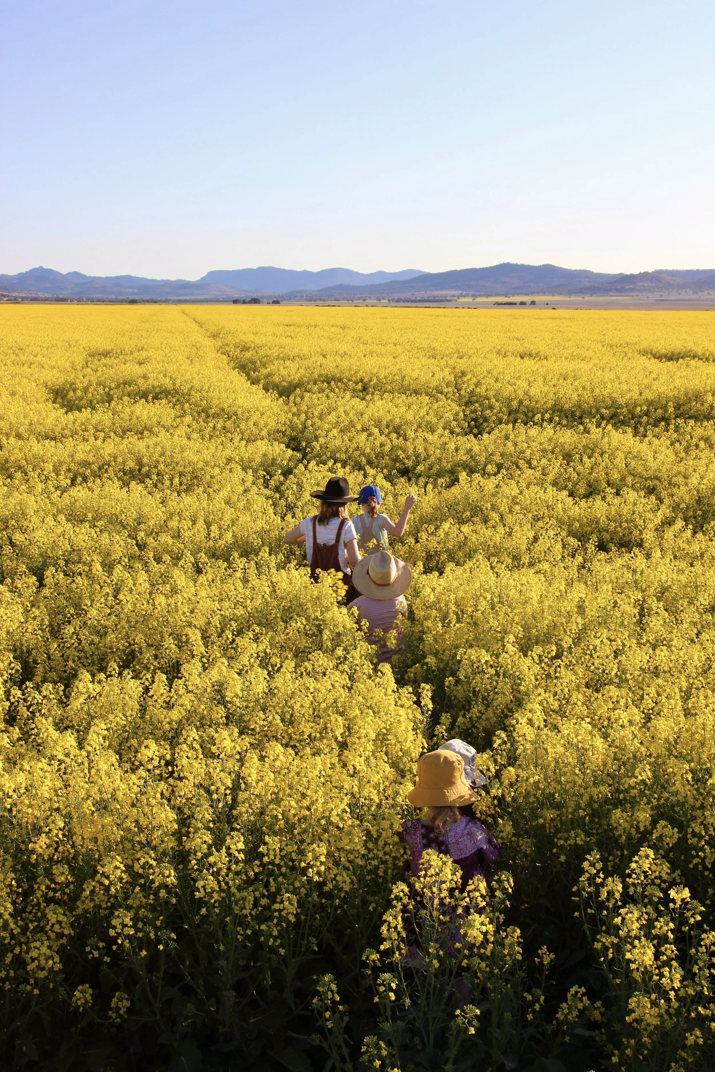 Canola.jpg