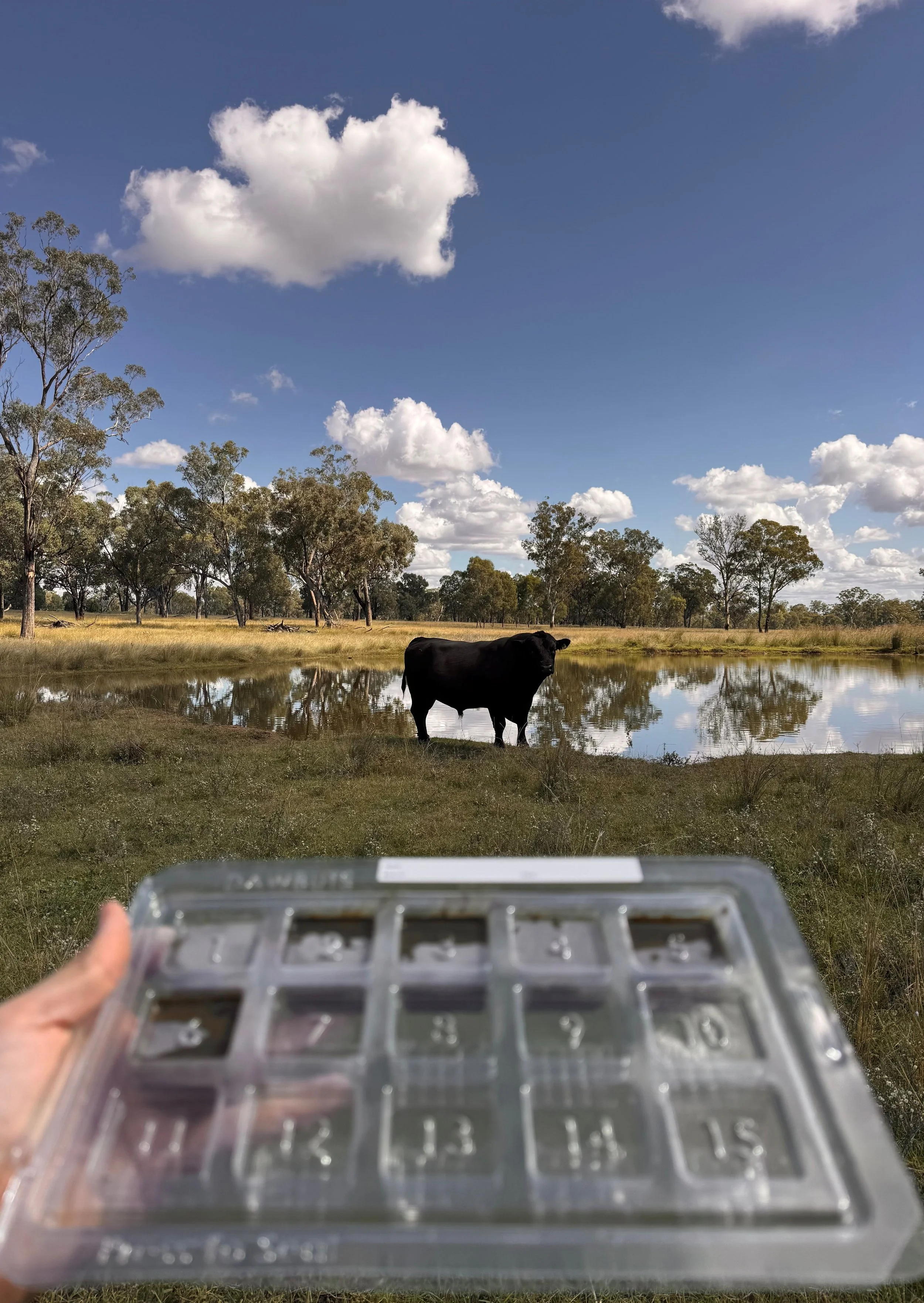 Windy Station {Parasite Management [Bull in paddock].jpg