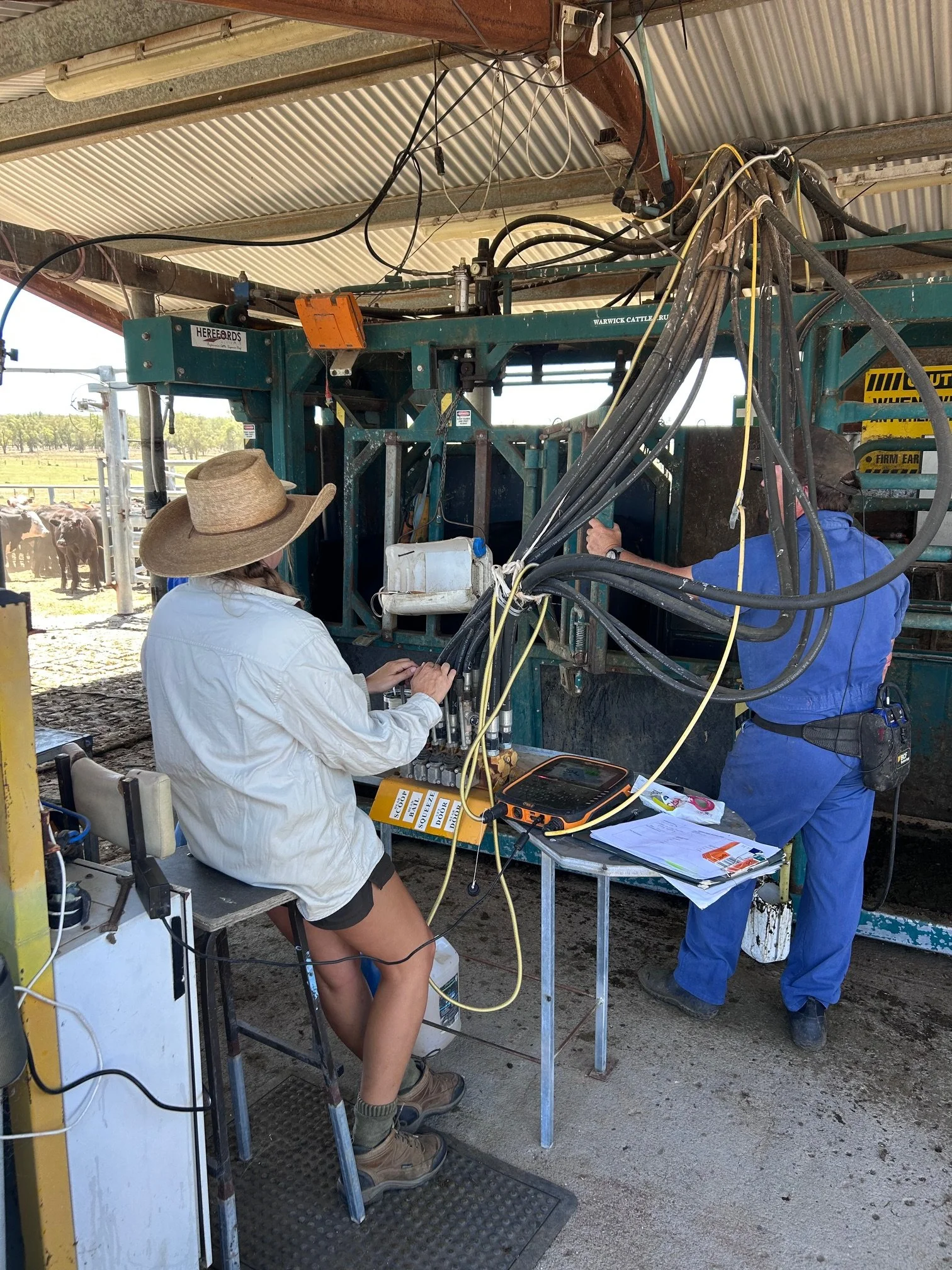 Preg Testing at Windy