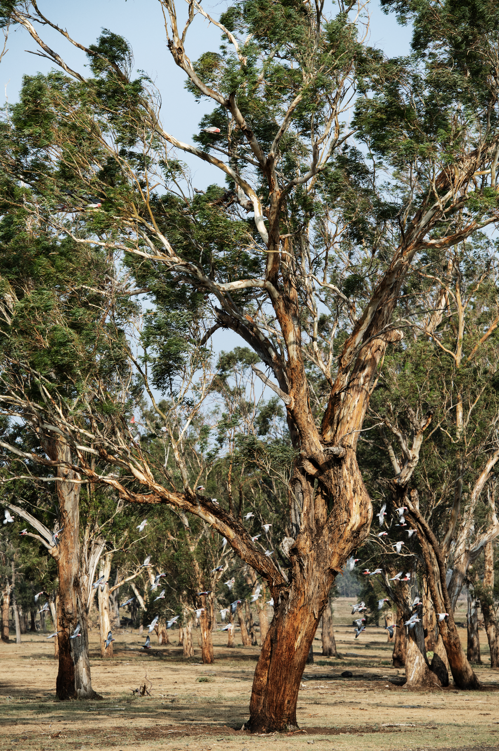Windy Station [Conservation] Web.png