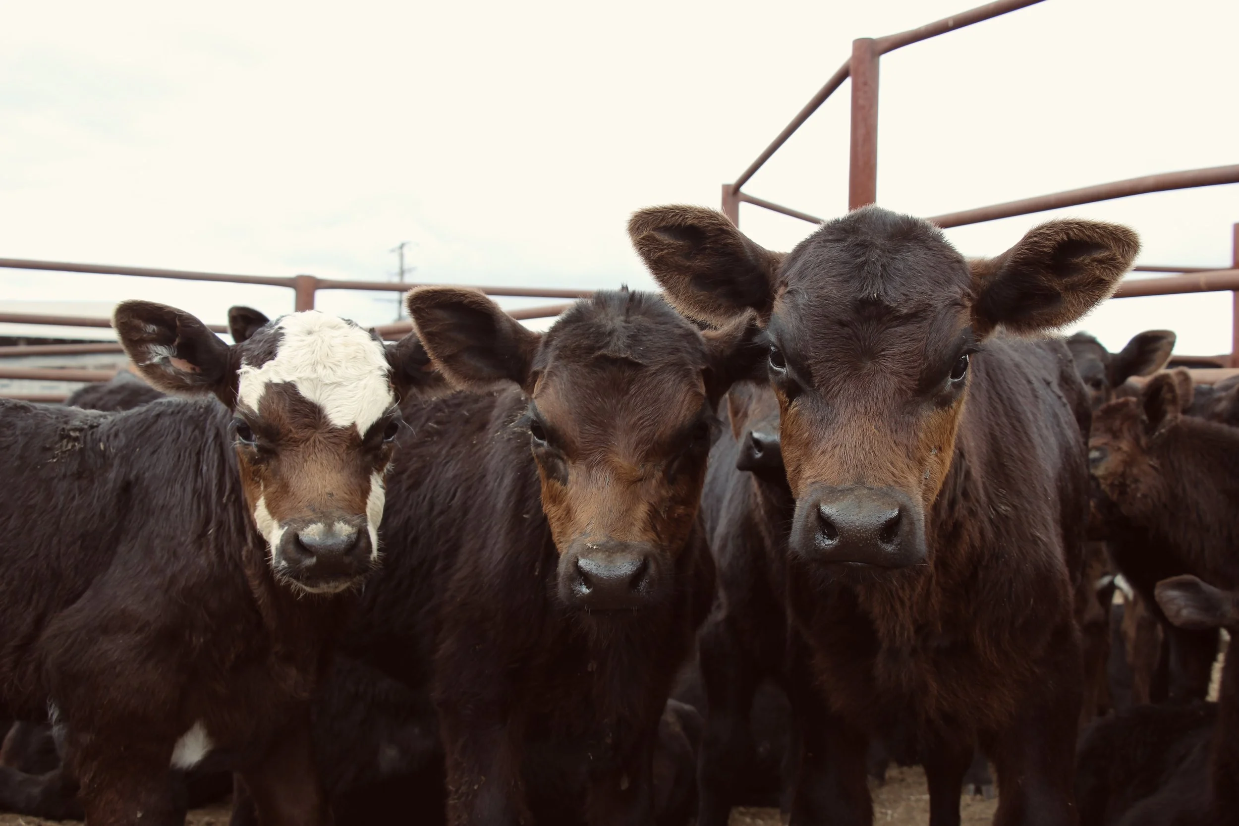 Cattle CREDIT Bec Andrews.jpg
