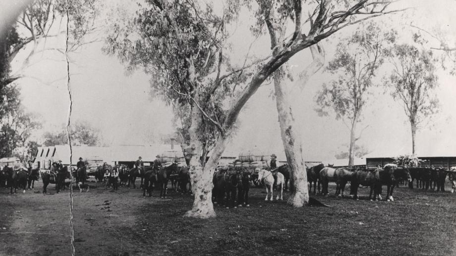 Warrah - wool being transported.png
