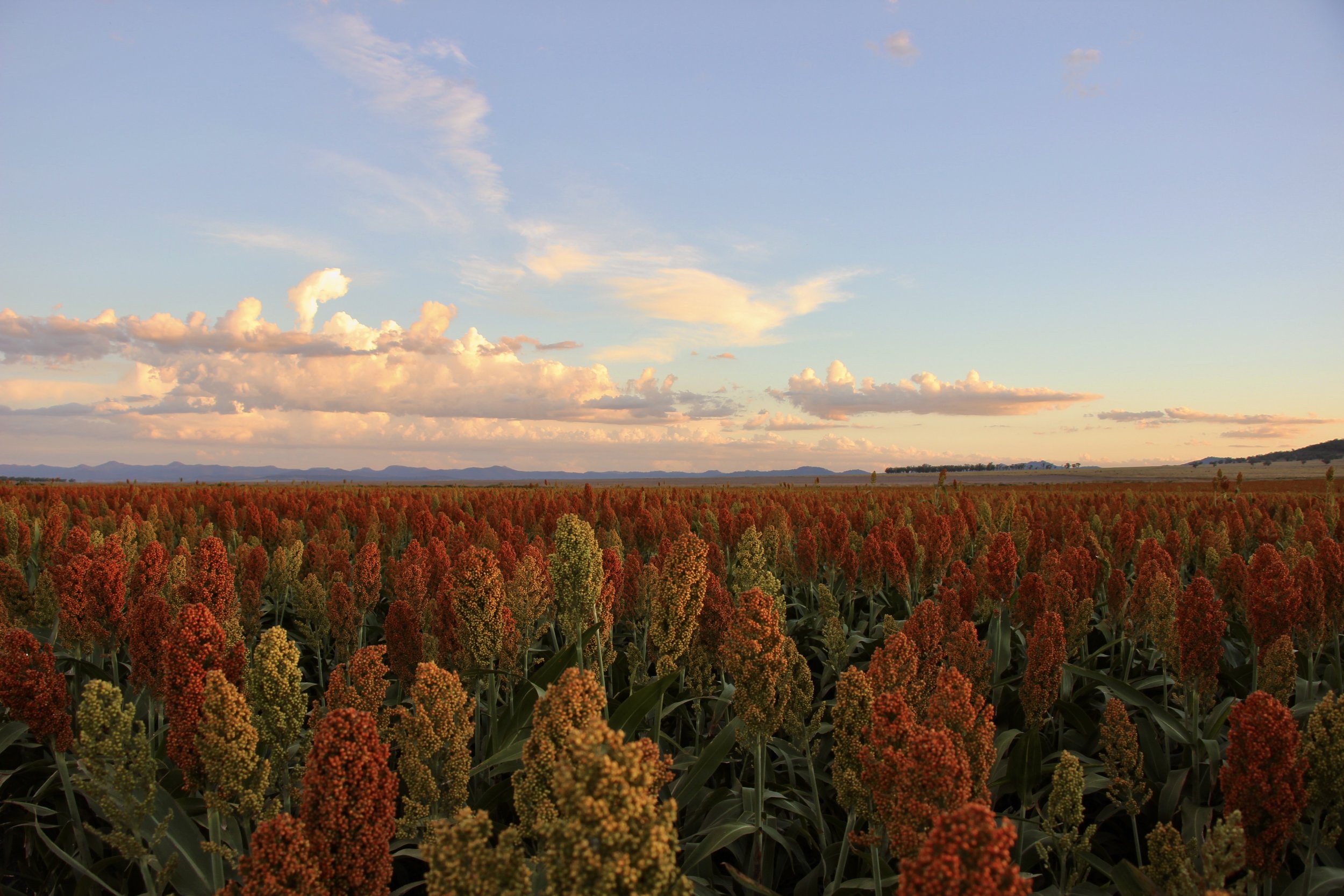 Windy Station [Sorghum].jpg