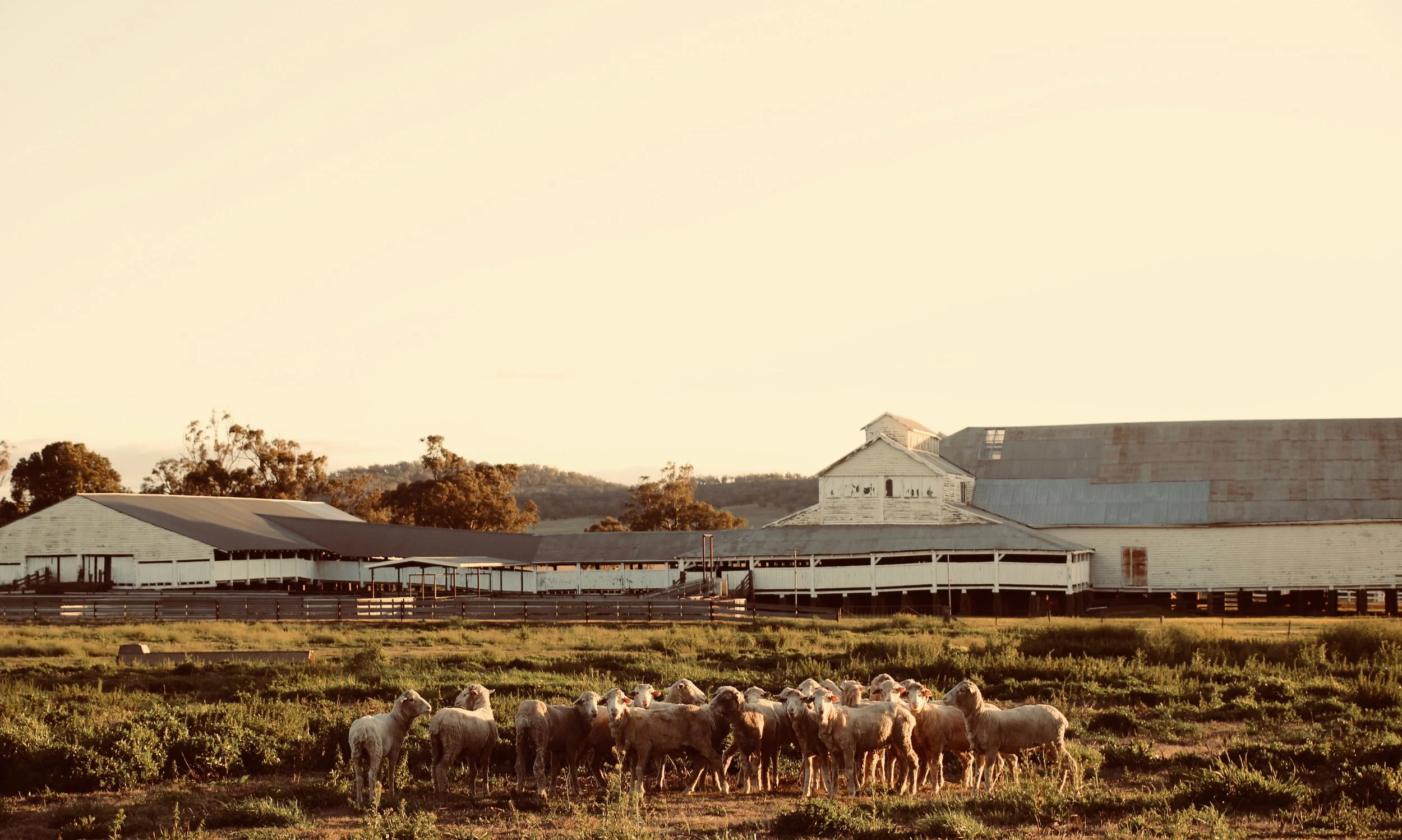 Breathing New Life Into a Legacy: Conservation Begins at Windy Station Woolshed