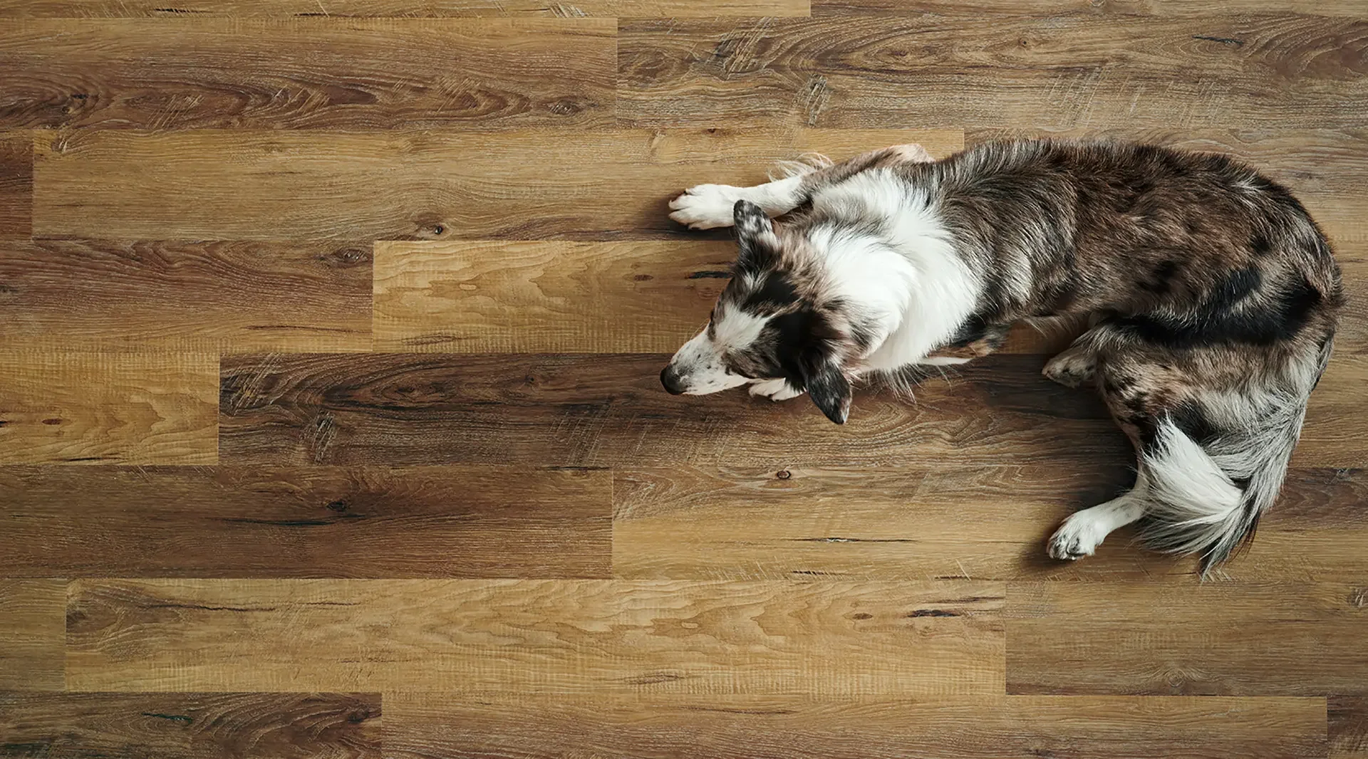 Napa_Tannin_dog_hero_1920x1066.webp