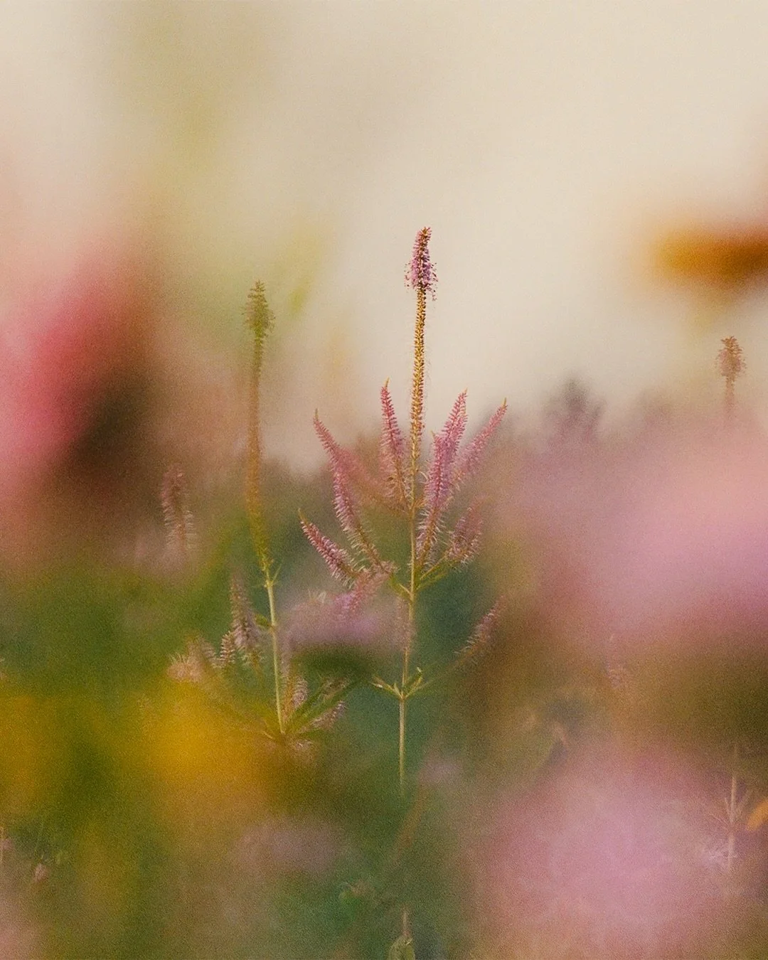 Last few film photos from Wisconsin this August, will have to tide me over until next year 🌿