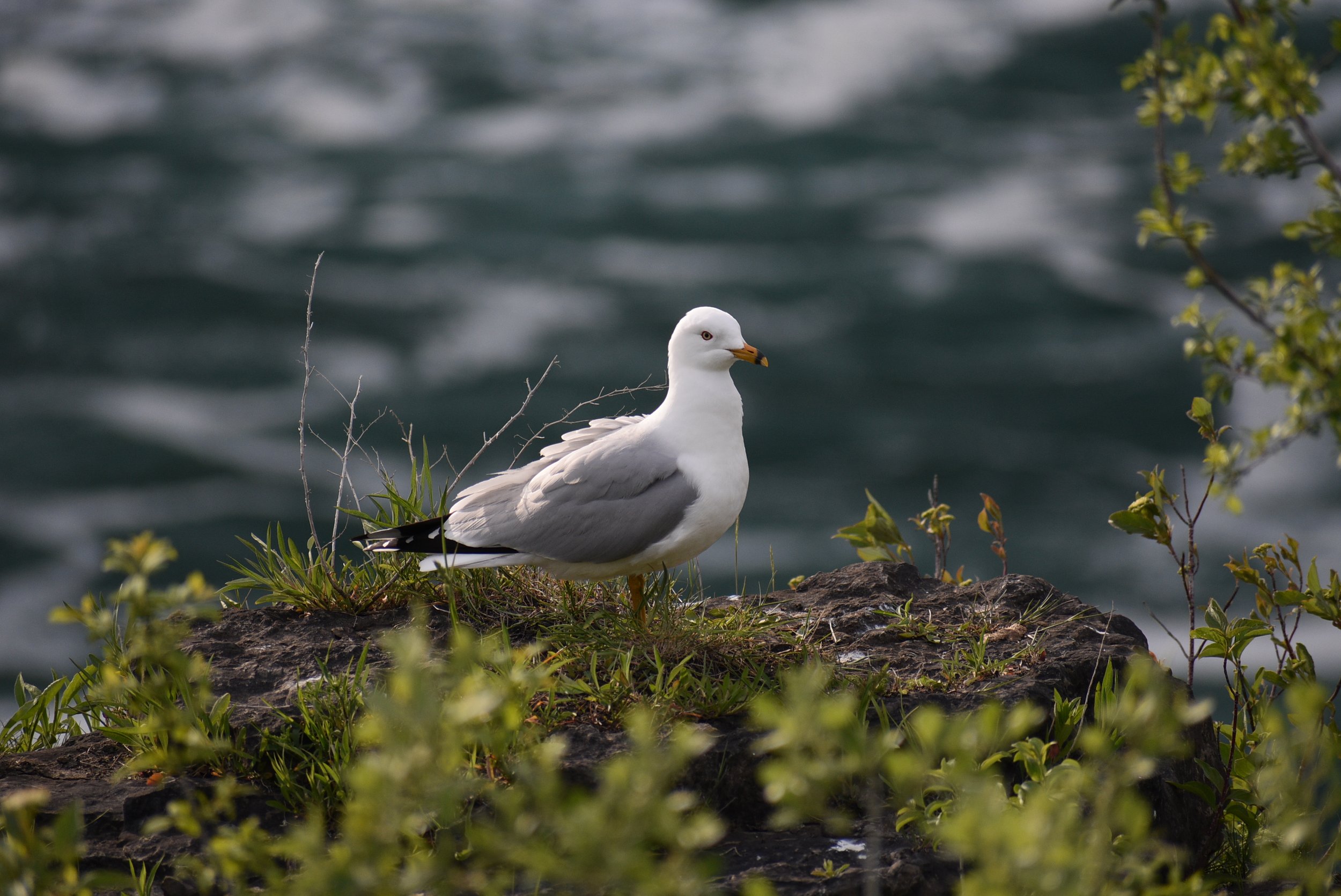 Gull at Niagra Falls, photo taken by me