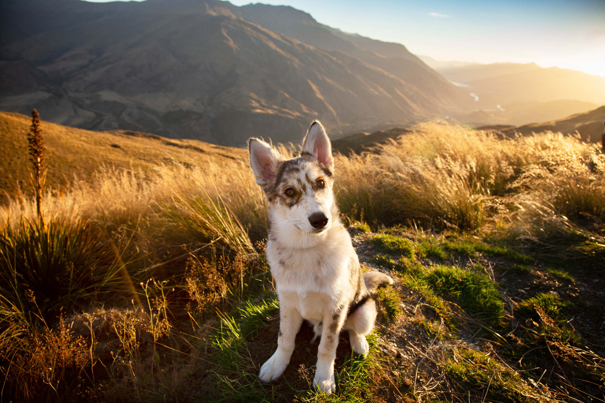 Dog sitting on grassy hill with mountain and sunset in background
