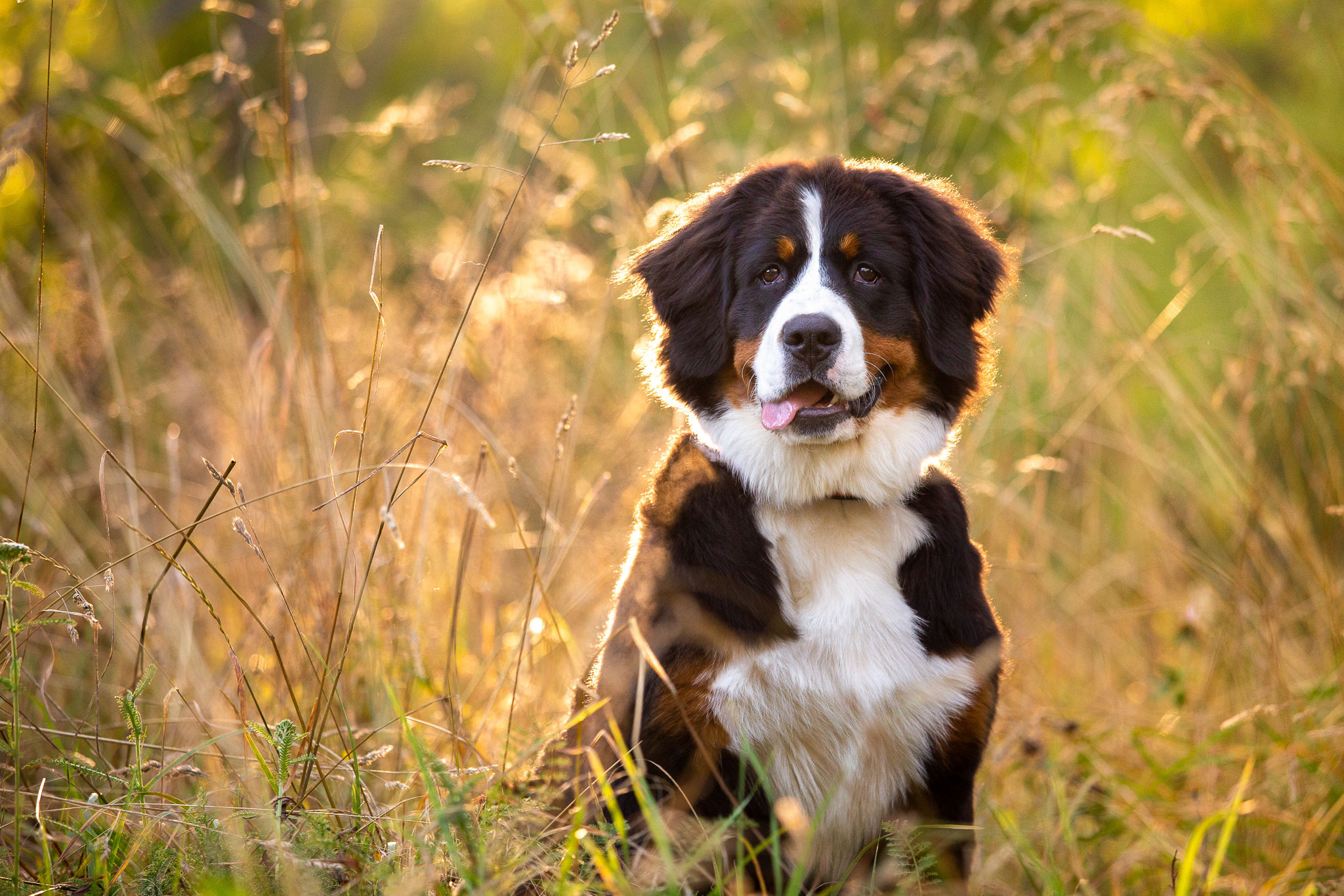 Bernese Mountain Dog sitting in a grassy field, with sunlight filtering through the tall grass.