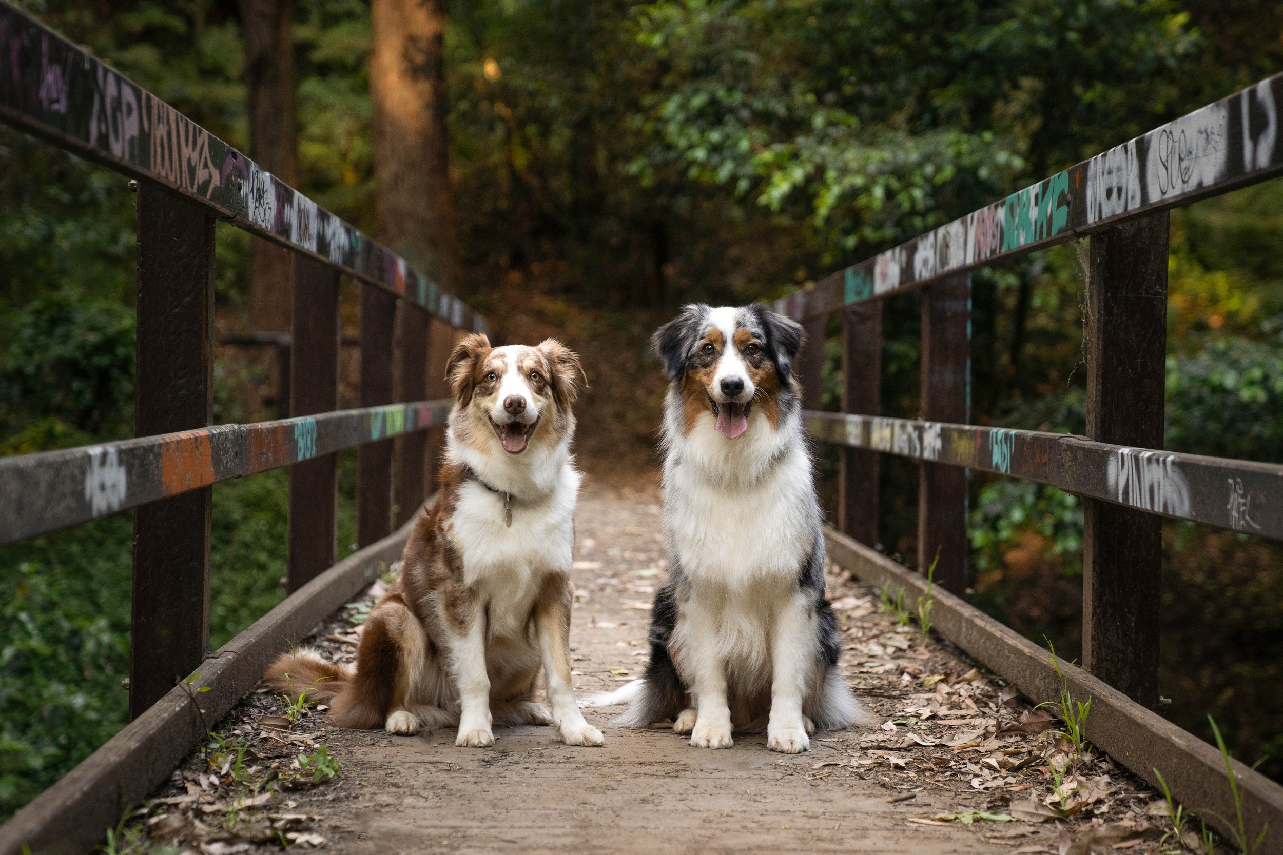 Two Australian Shepherd dogs sitting on a wooden bridge in a forested area.