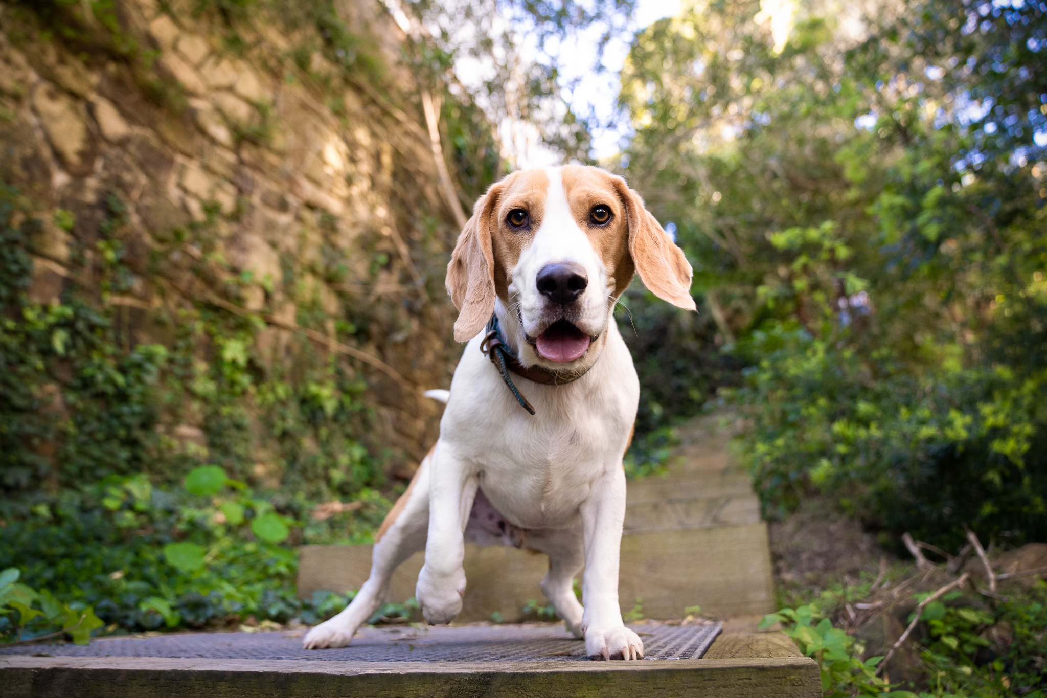Beagle dog standing on wooden steps in a lush garden