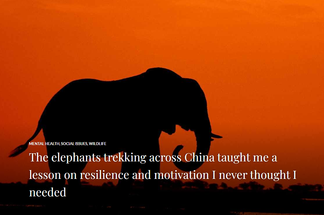 elephant.png