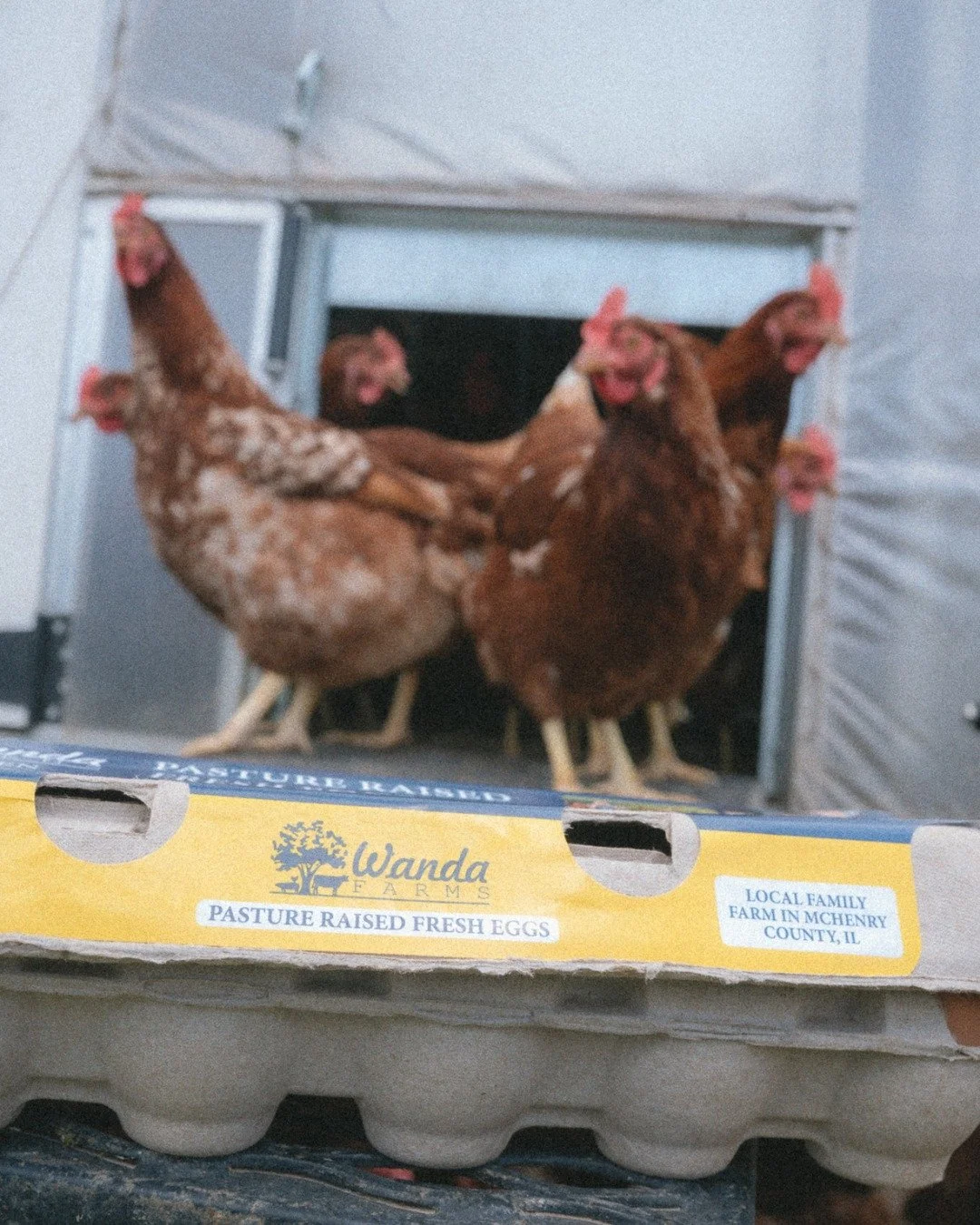 Not every egg carton has a story behind it. Wanda Farms does. A local family farm right here in McHenry County pasture raised, thoughtfully grown, and run by people who genuinely care about what they put out into the world. That's exactly the kind of
