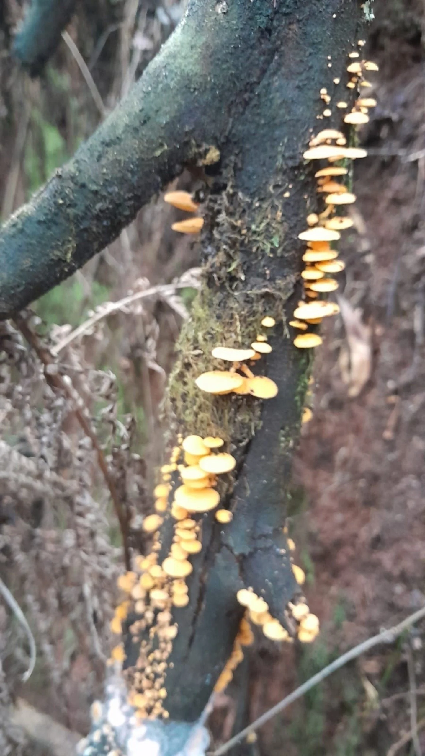 Feeling the need to create a range that reflects some of the stranger natural flora and fauna I encountered last year, what do you think?