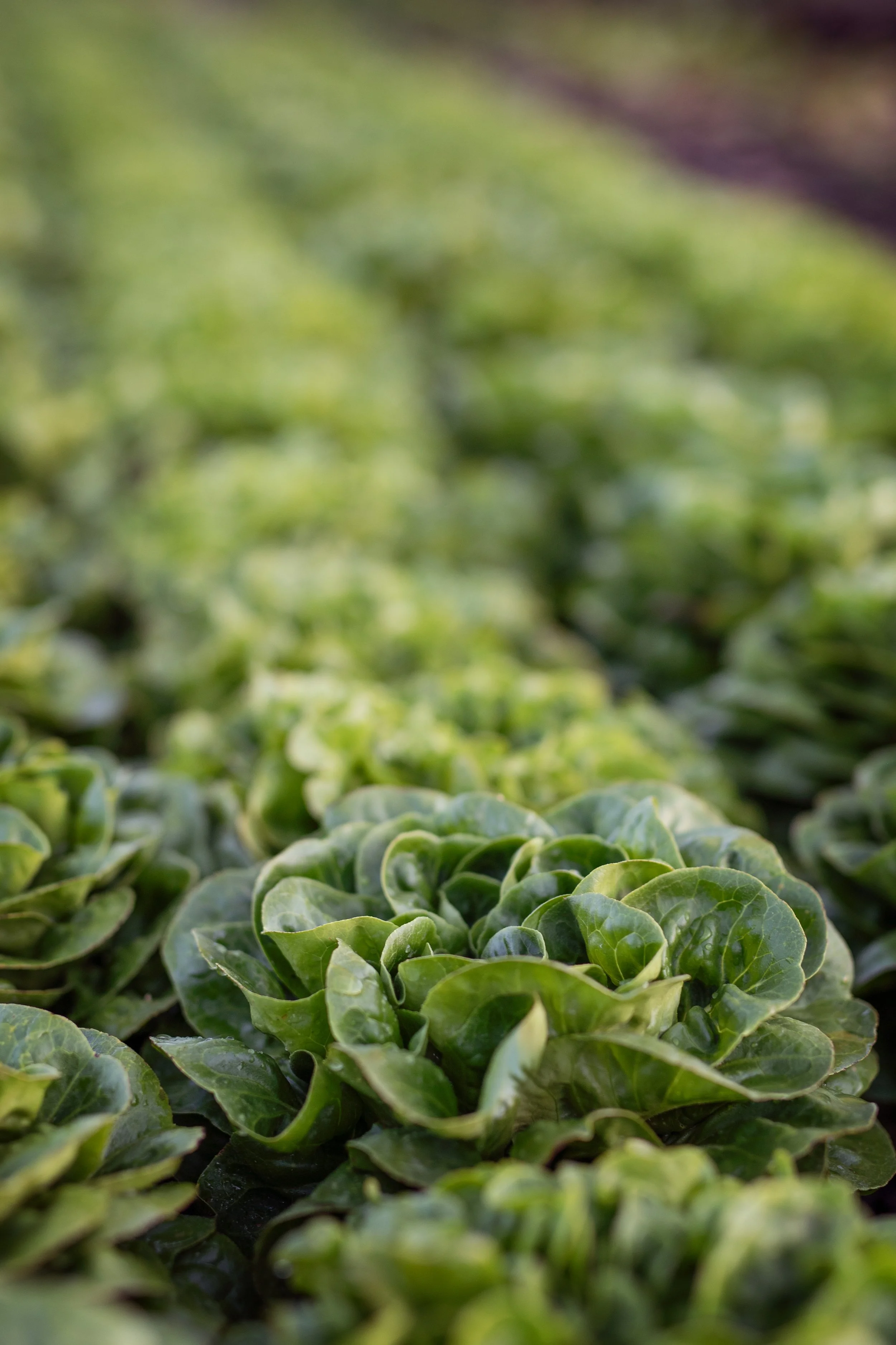 2025_HonestAcre_LettuceRows (2).jpg