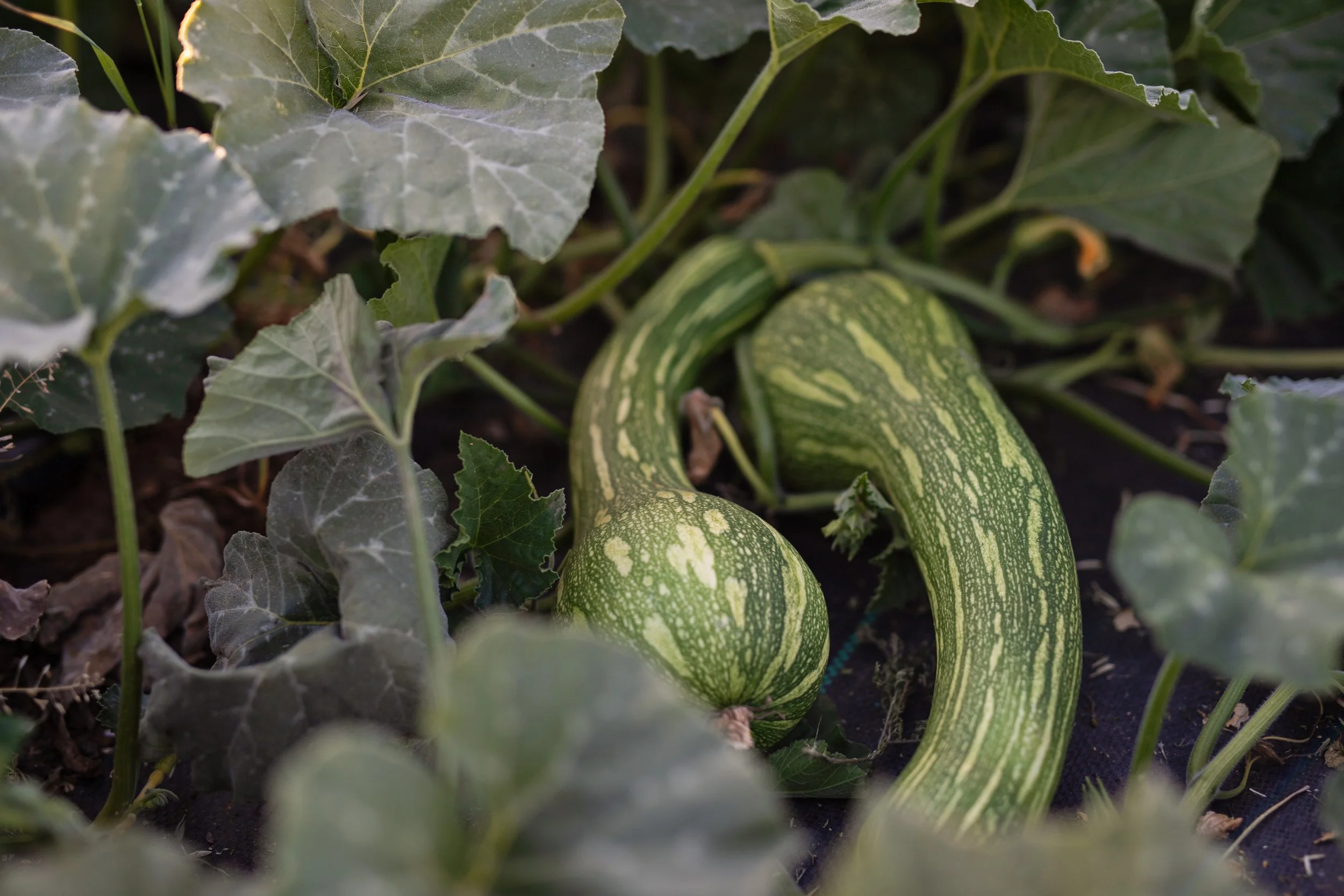 2025_HonestAcre_Squash (1).jpg