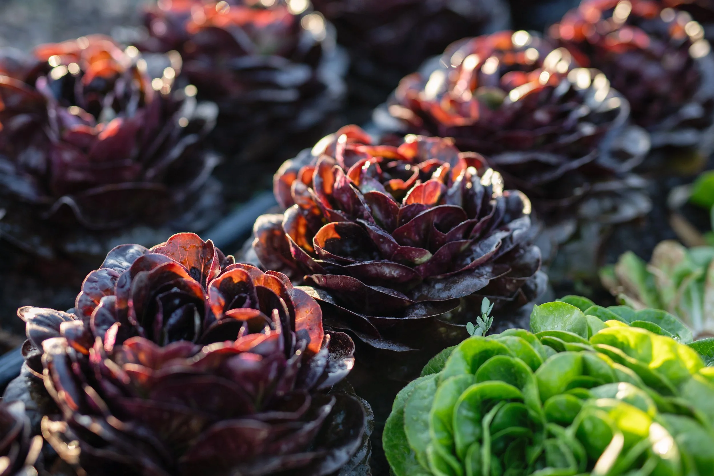 2025_HonestAcre_LettuceSection (1).jpg