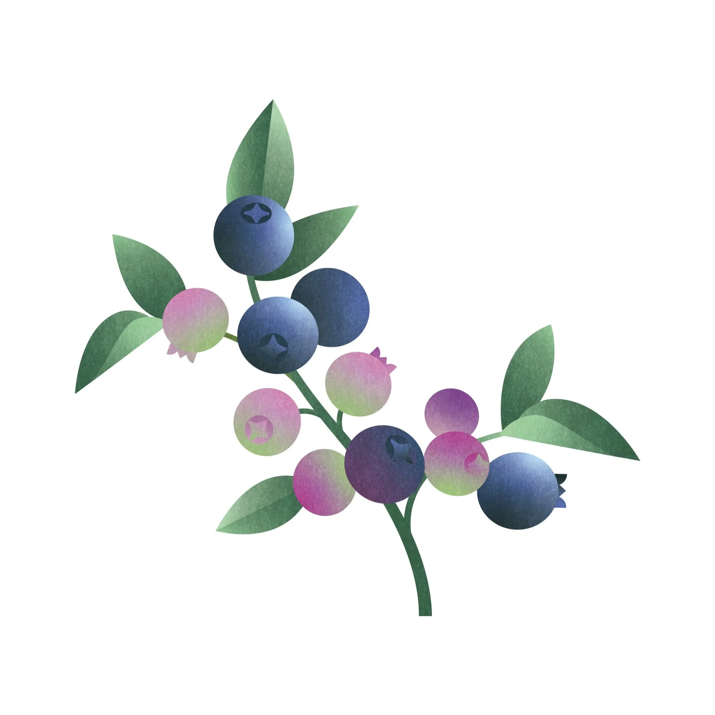 BlueberryPrint.jpg