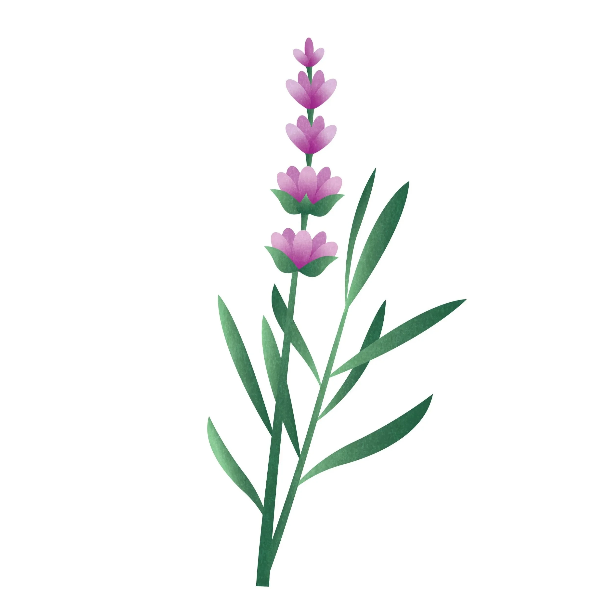 Lavender_Print.jpg
