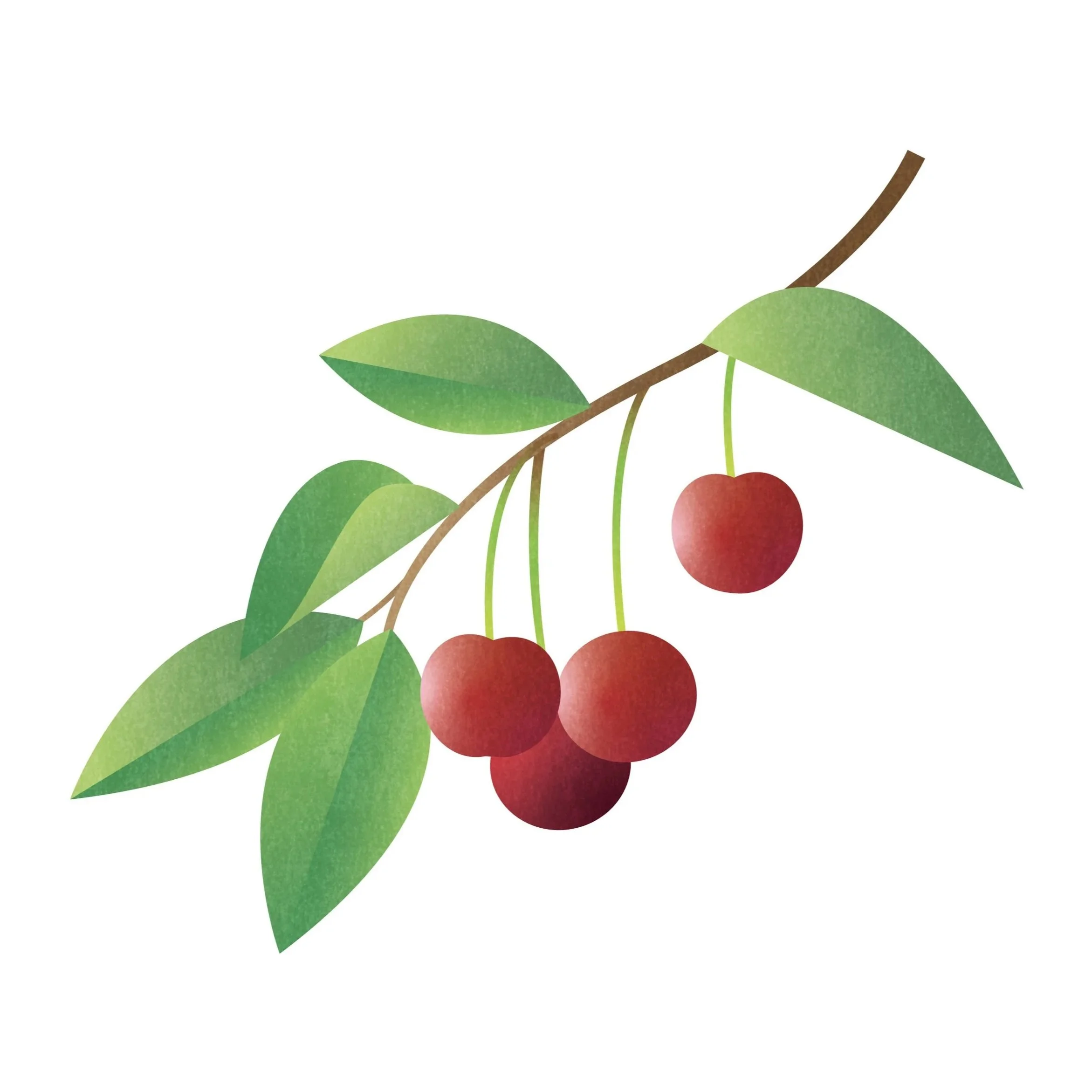 Cherry_Print.jpg