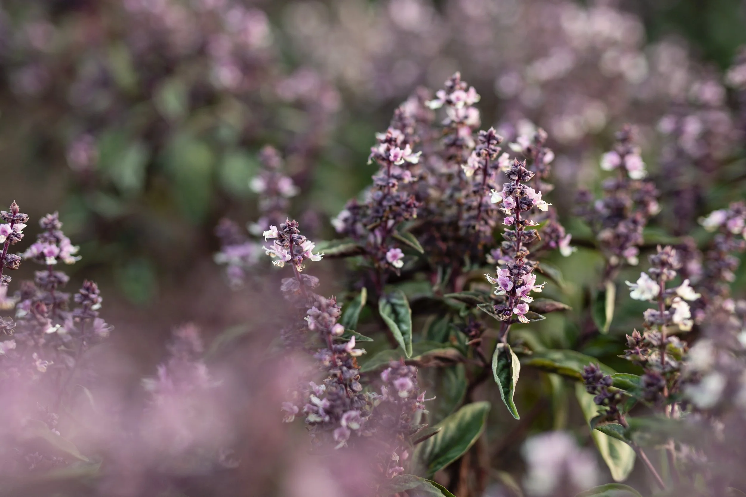 2025_HonestAcre_PurpleBasil (1).jpg