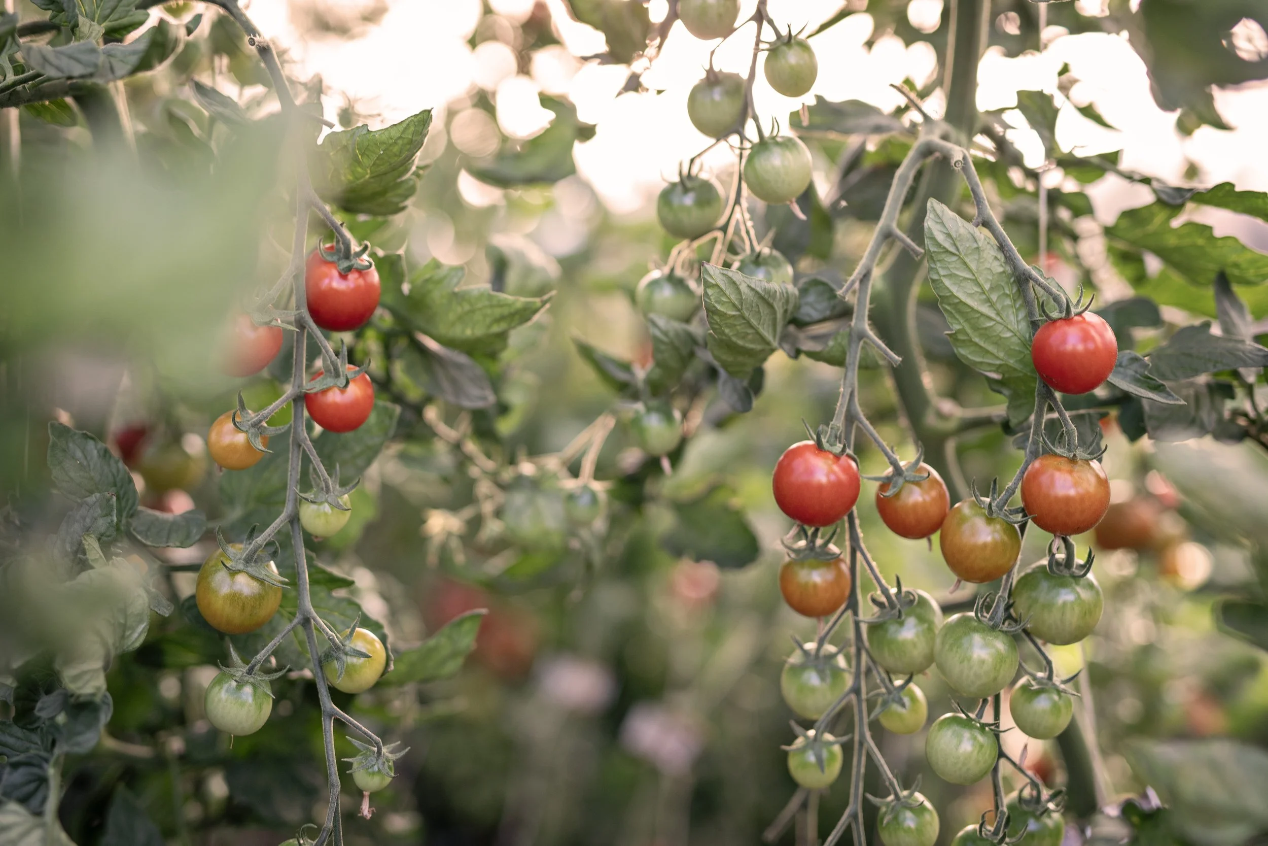 2025_HonestAcre_CherryTomatoes160 (1).jpg