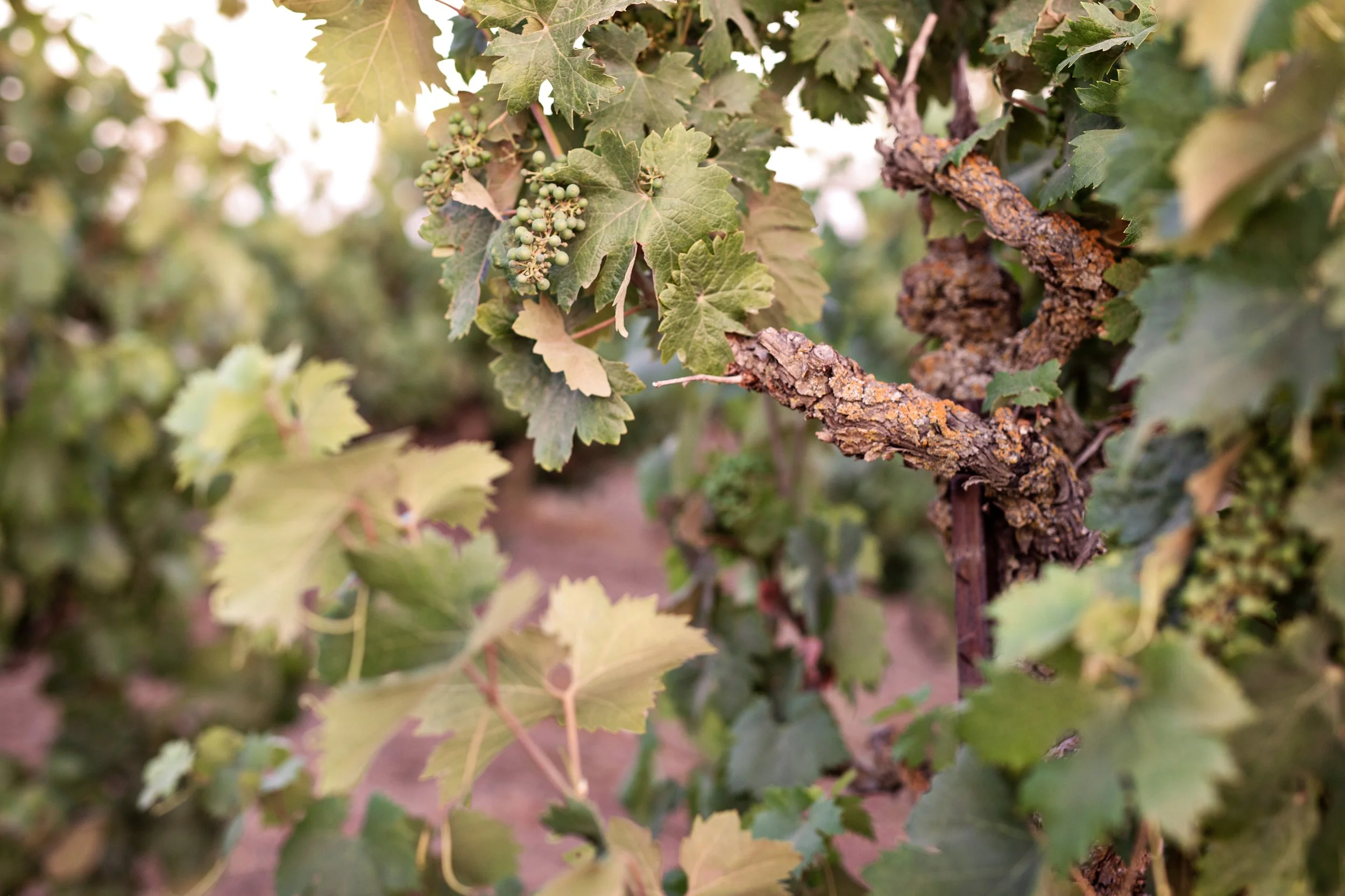 JillMeans_2025Lodi_GrowingGrapes (1).jpg