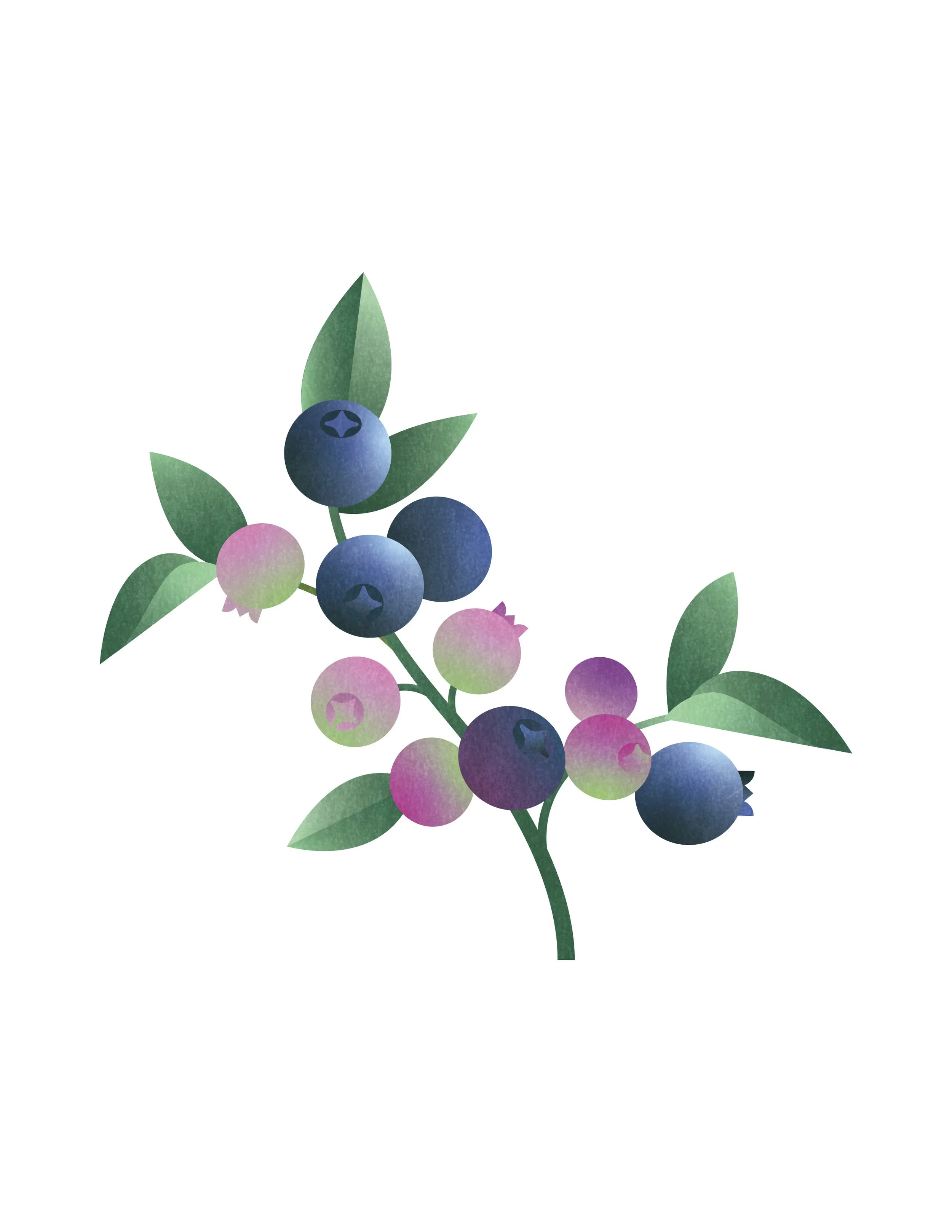 BlueberryPrint.jpg