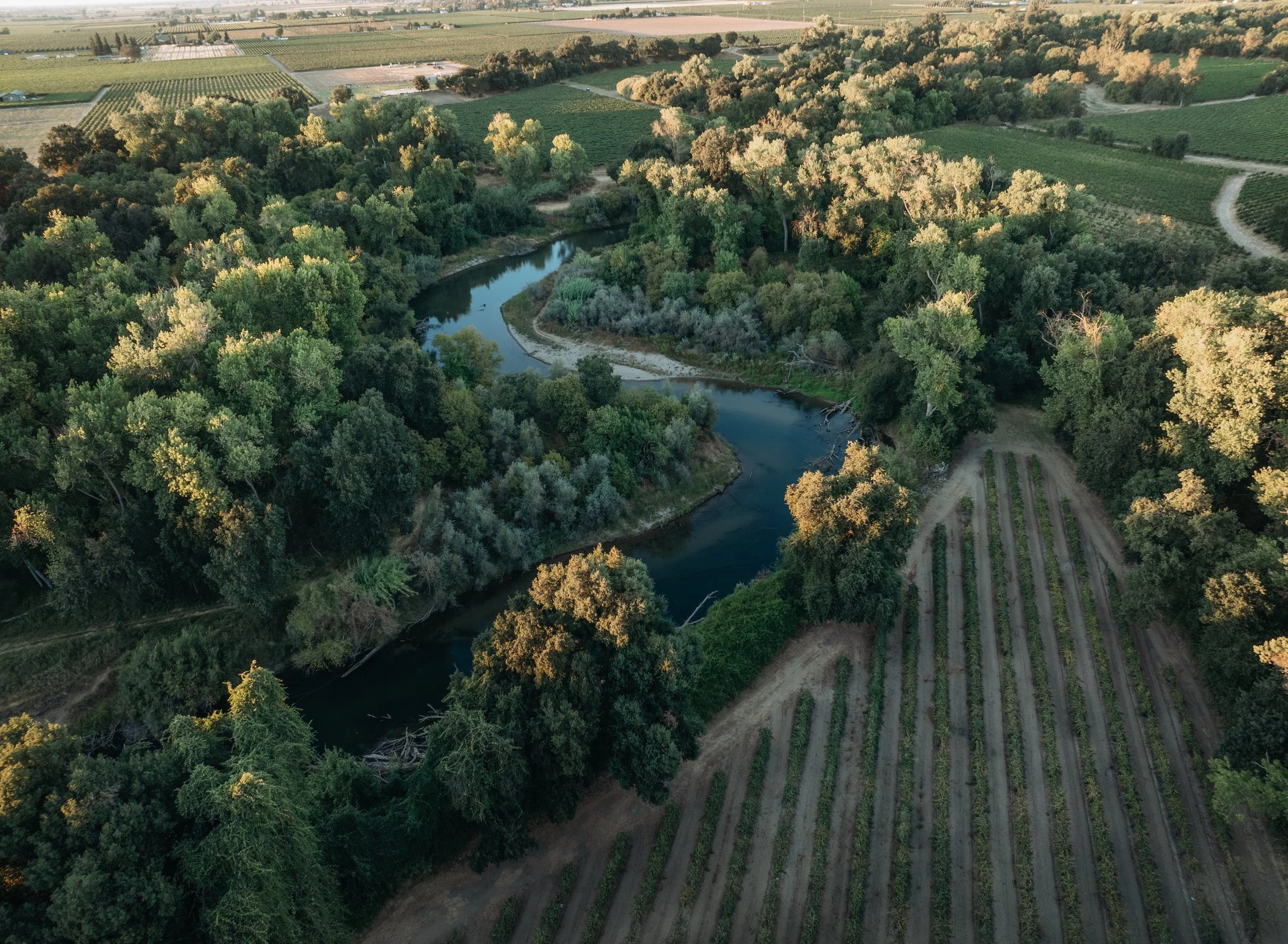Lodi Vineyards