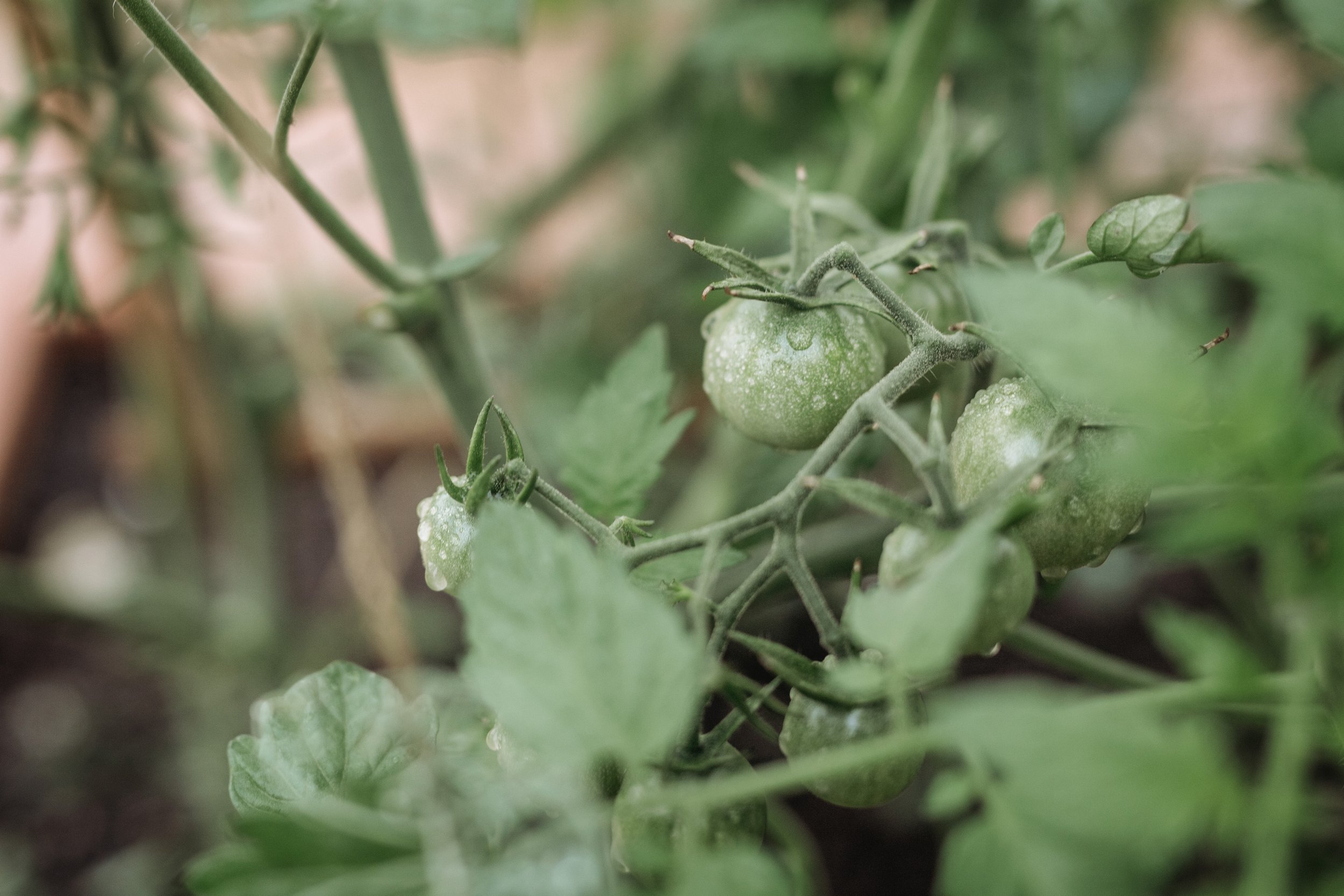 2025_AH_TomatoesGrowing.jpg