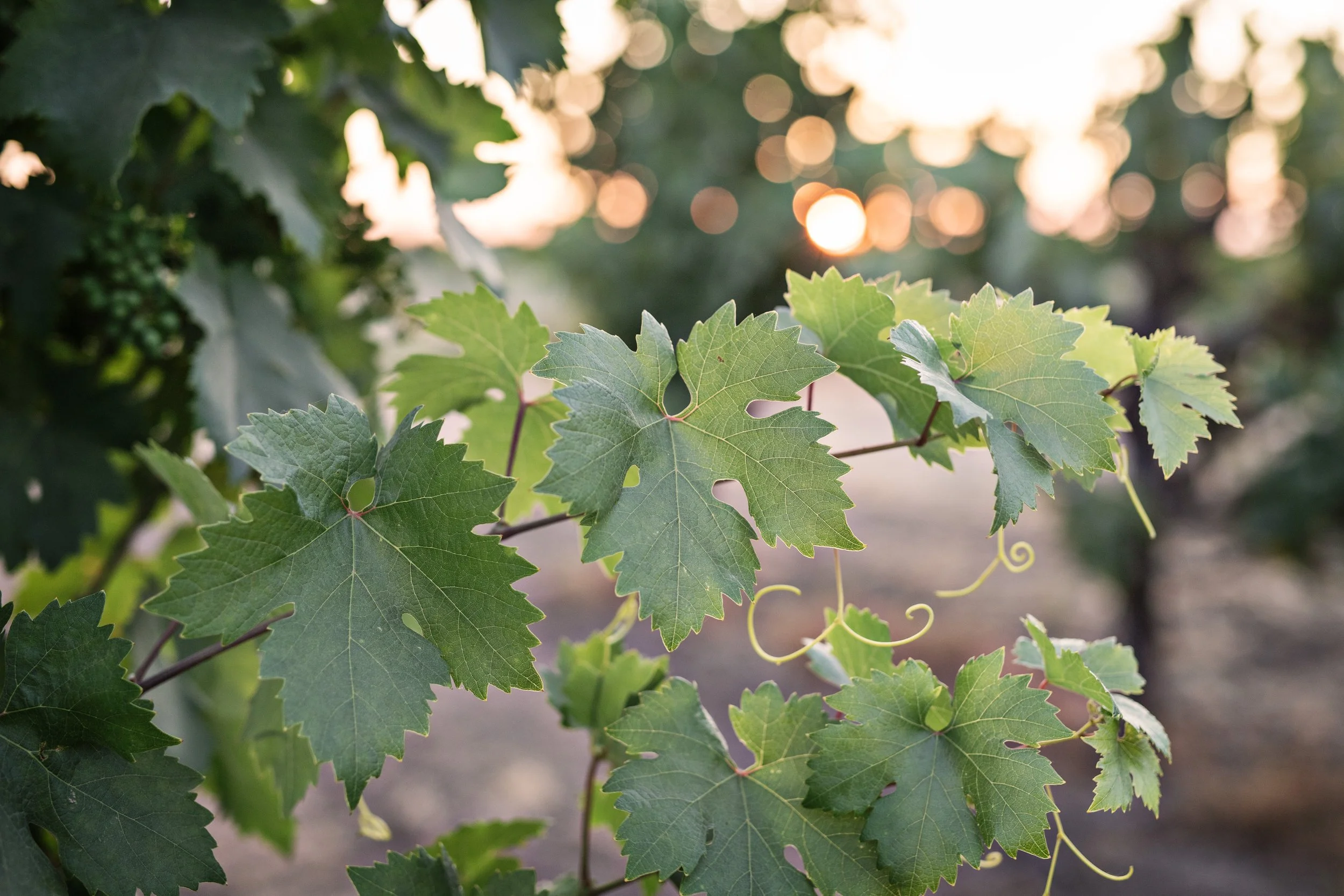 JillMeans_2025Lodi_GrapeLeavesClose2 (1).jpg