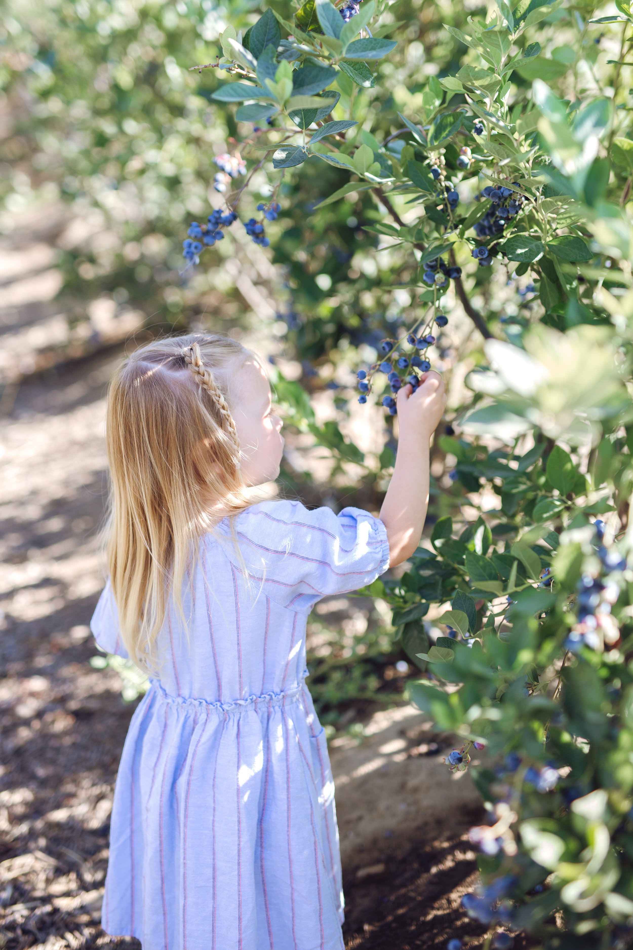 2025_blueberryfarm_MarleyPicking.jpg