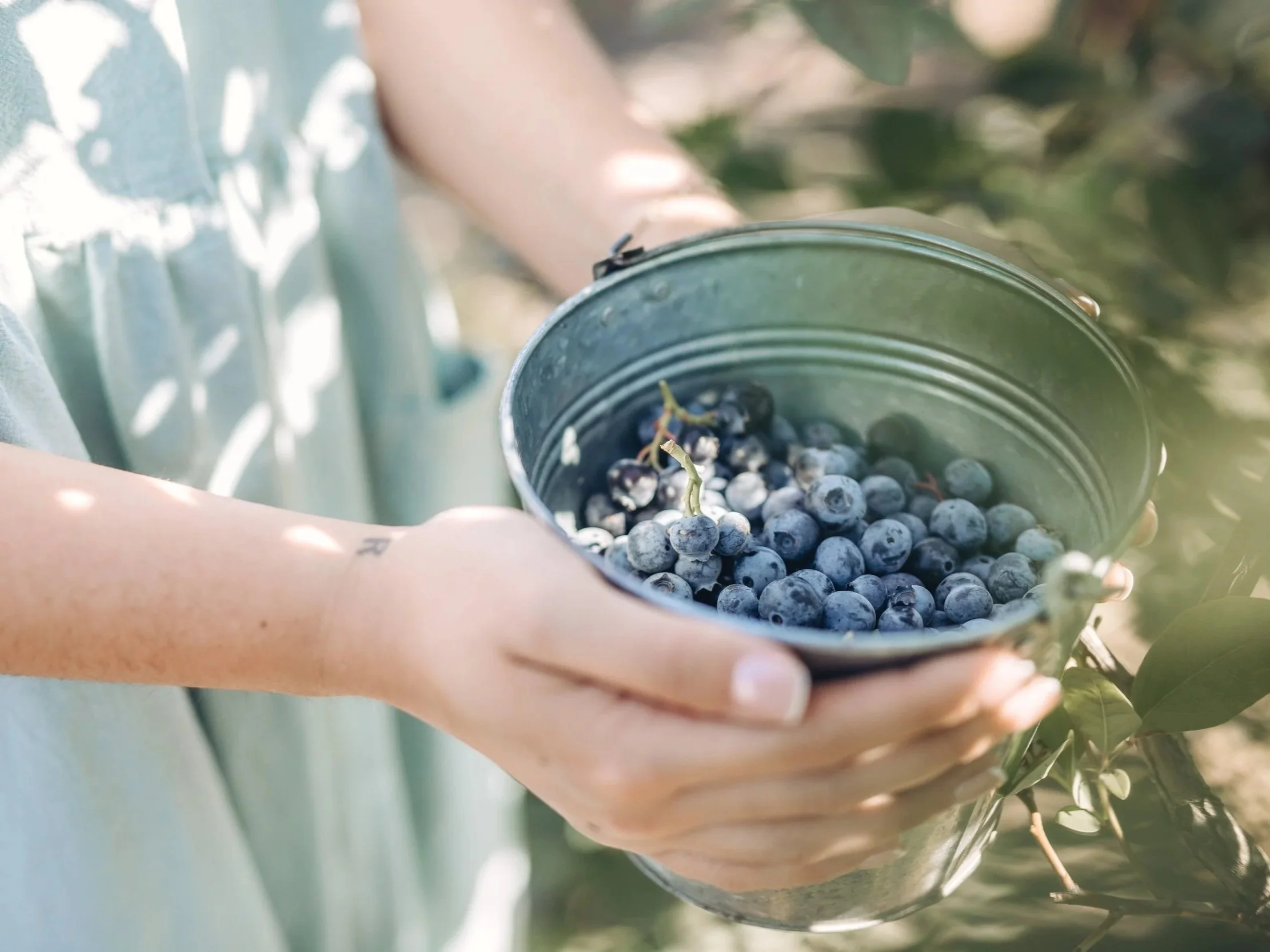 LoCa Blueberry Farm