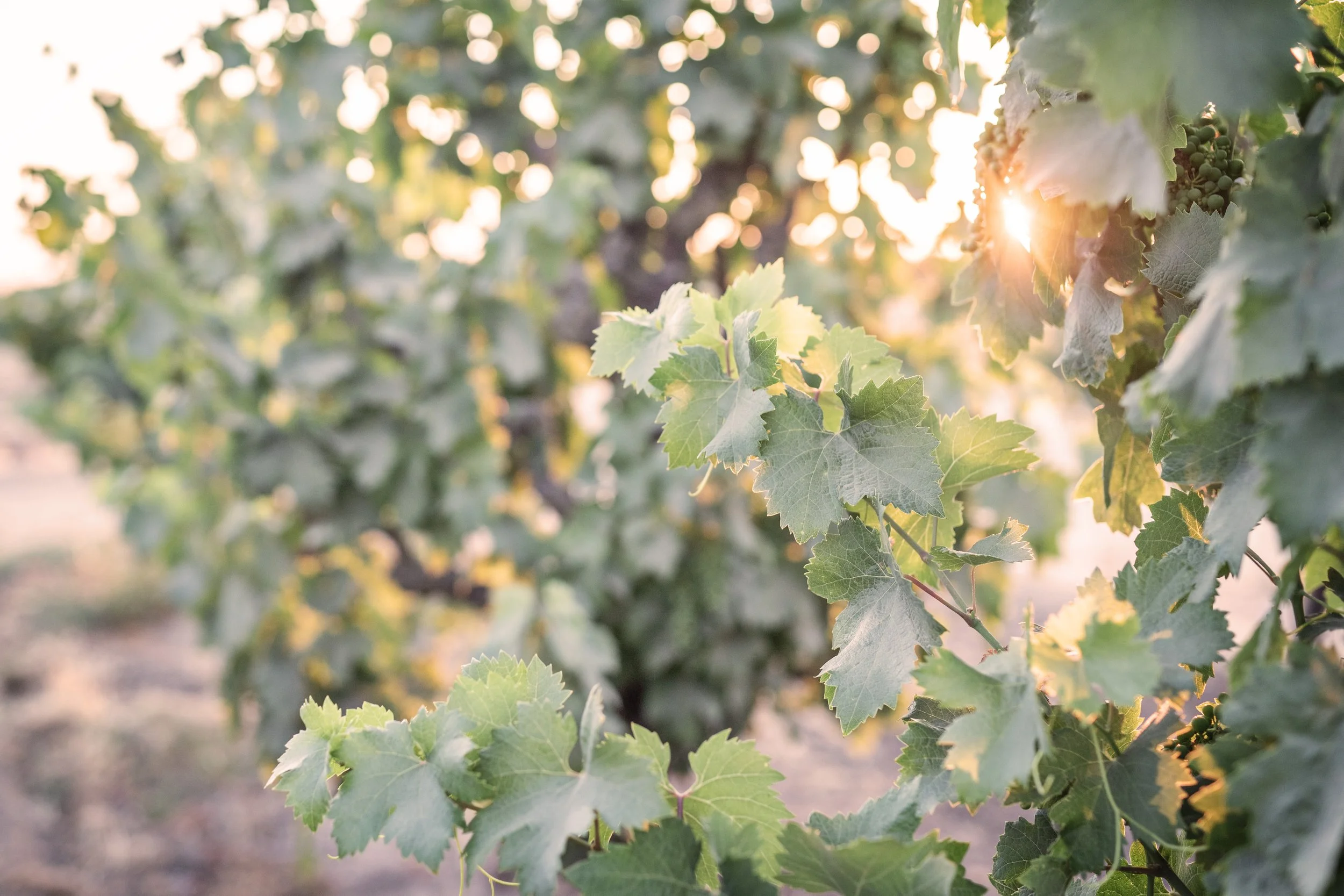 JillMeans_2025Lodi_GrapeVines5.jpg