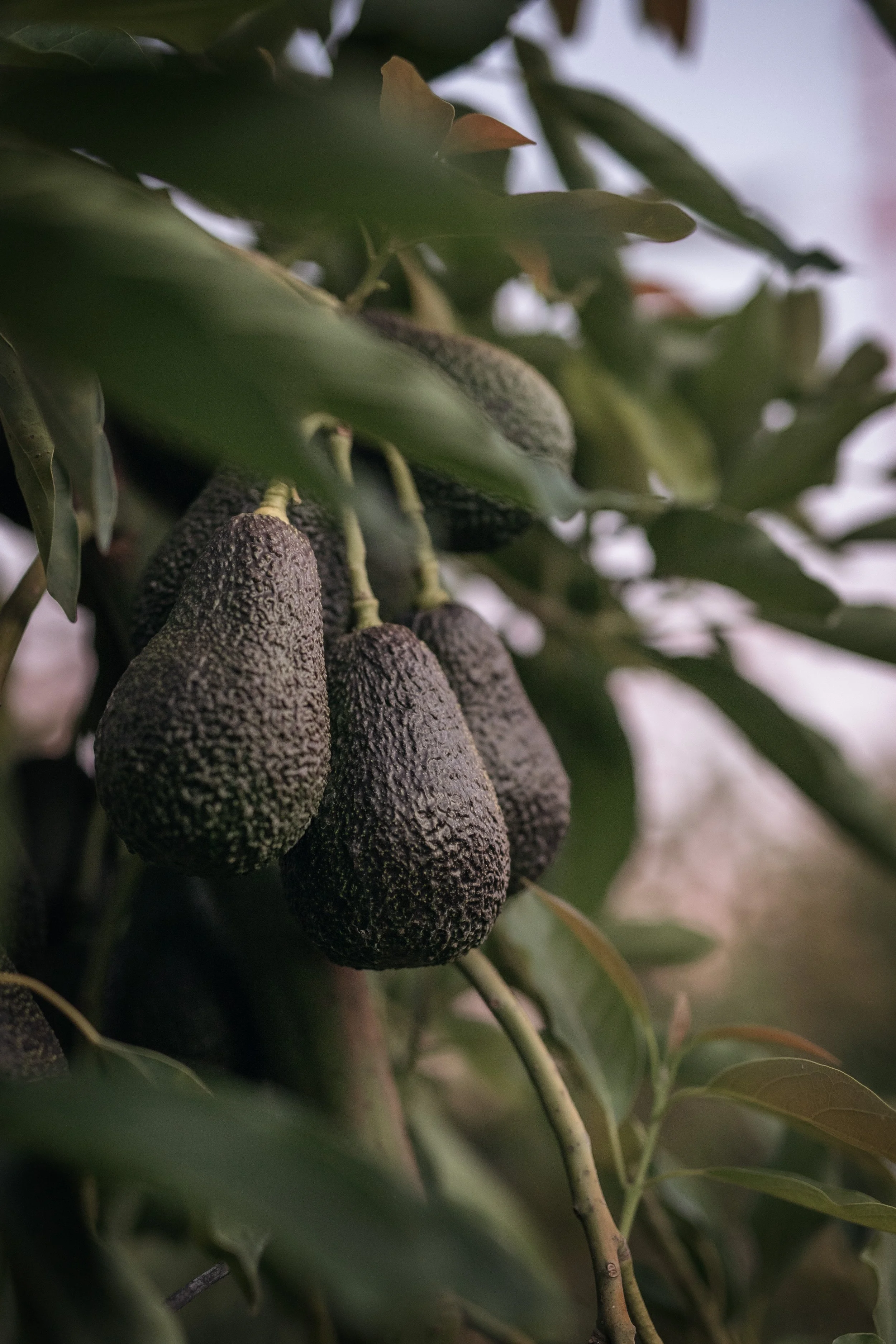 2025_JillMeans_AvocadosatSunset.jpg