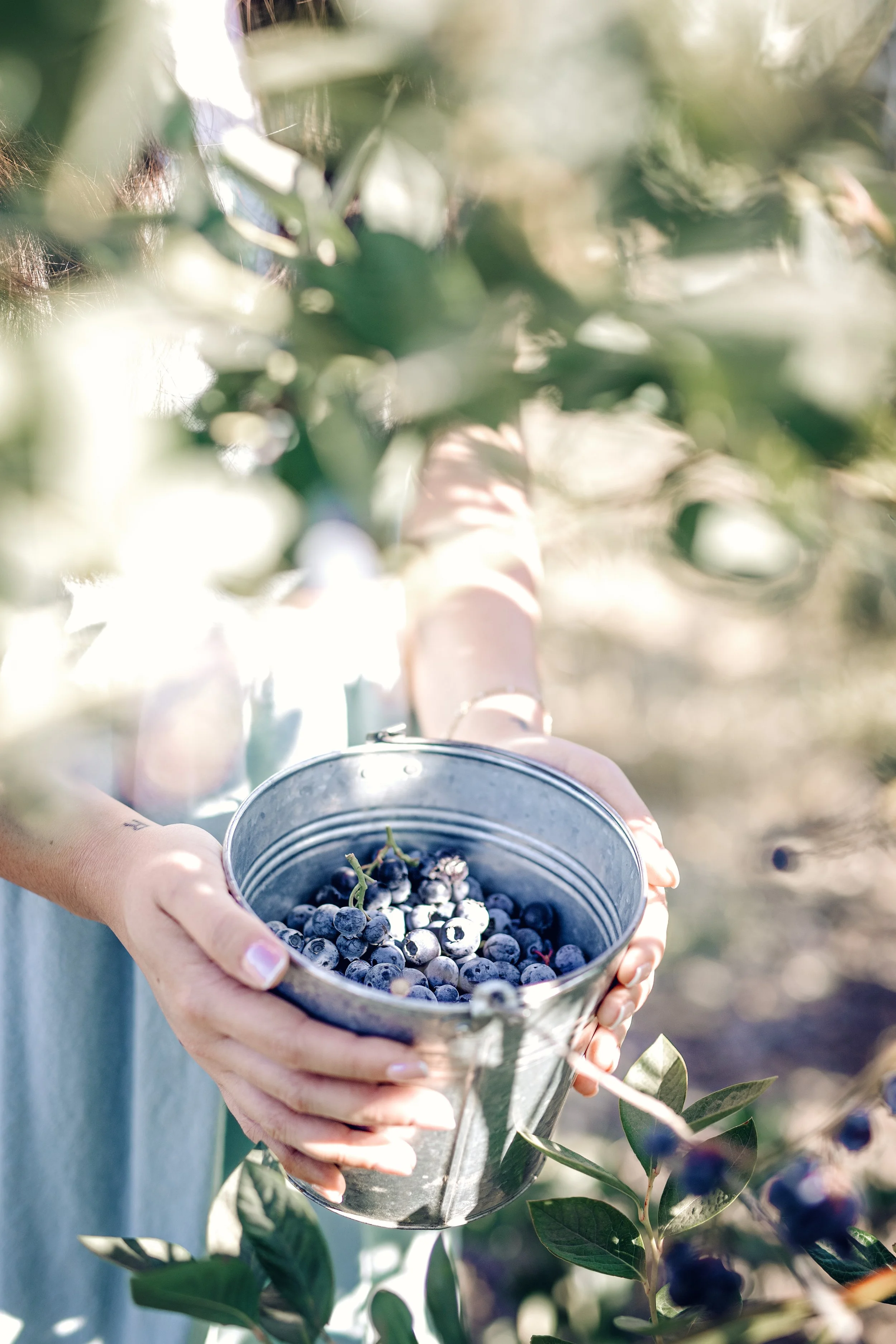 2025_BlueberriesBucket1 (1).jpg