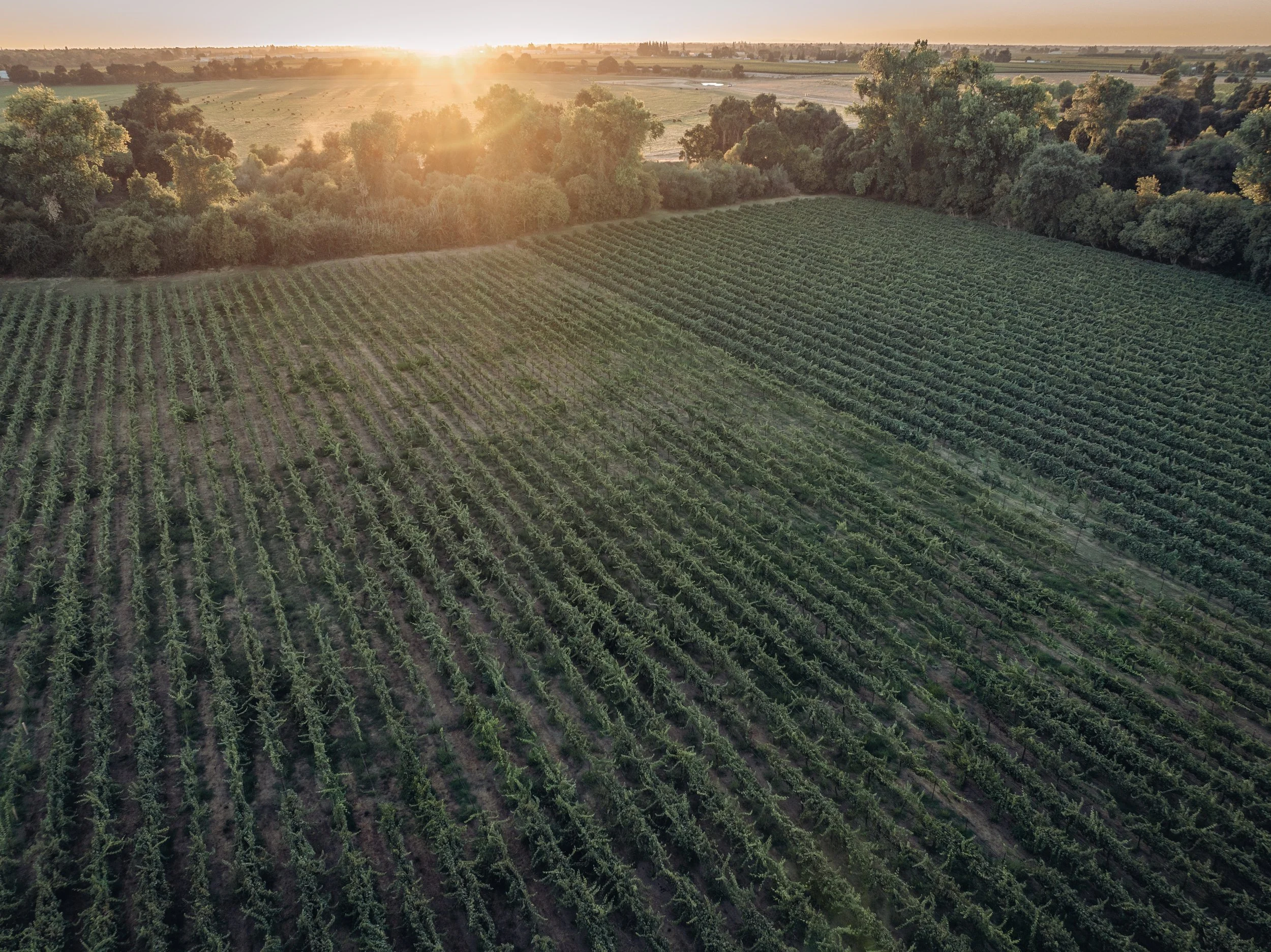 2025_LodiVineyard_Sunset1.jpg